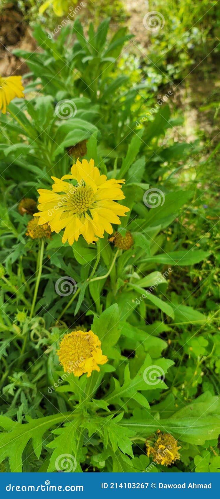 Red And Yellow Flowered Plant RoyaltyFree Stock Photography