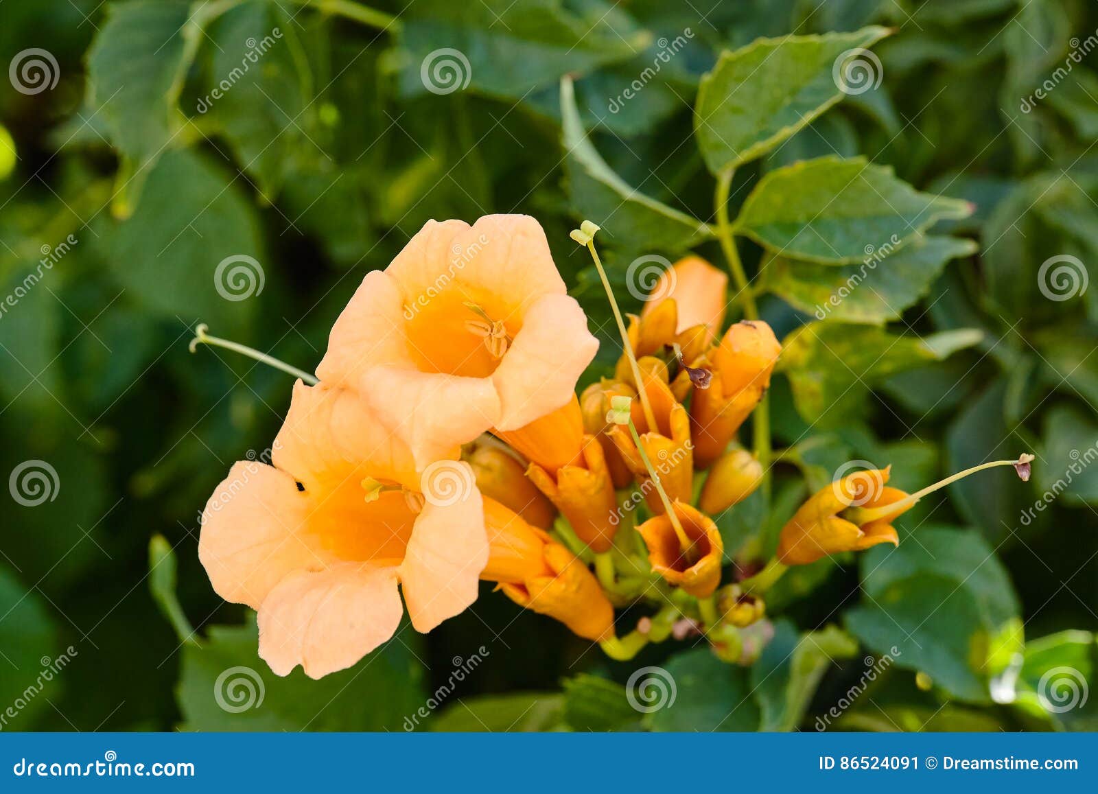 yellow flowering campsis radicans or trumpet vine. spain.