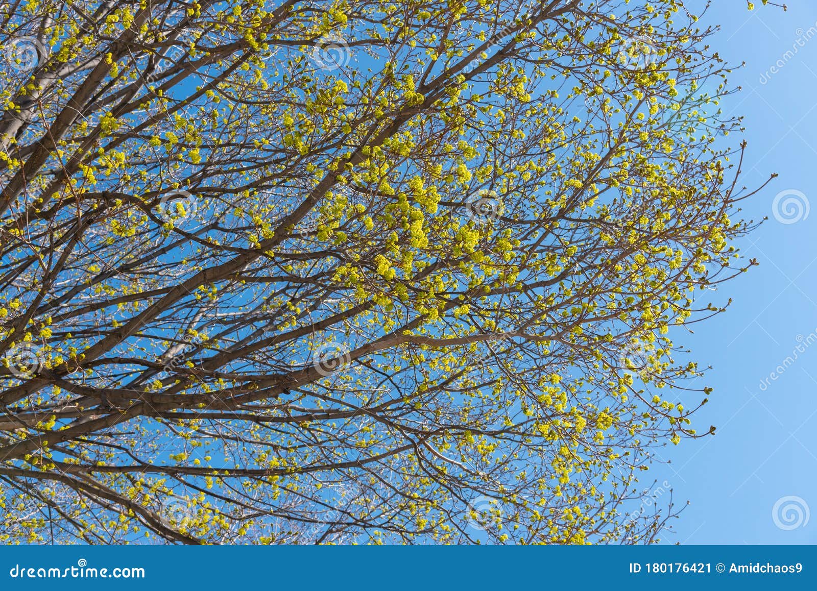 Yellow Flowering Maple Tree Branches Against Blue Sky Stock Image