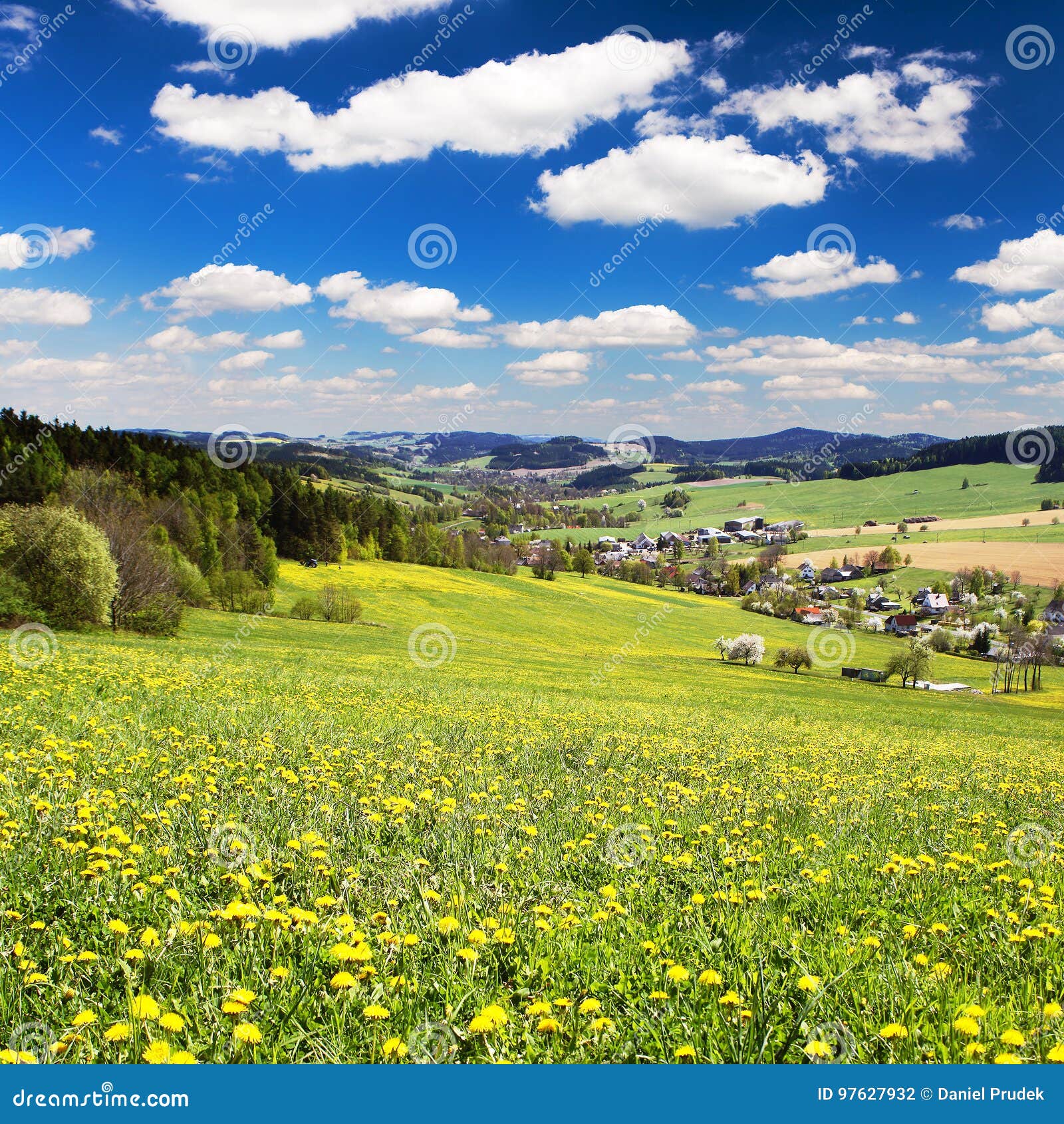 Yellow Flowering Meadow Full Of Dandelion Stock Photo Image Of