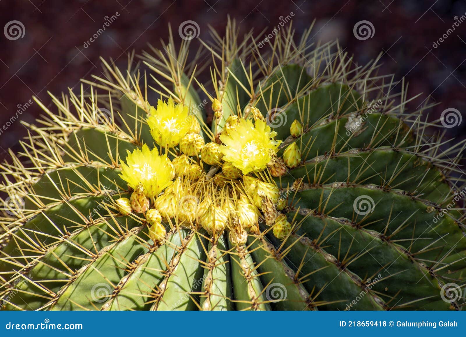 schwarz`s barrel cactus ferocactus schwarzii