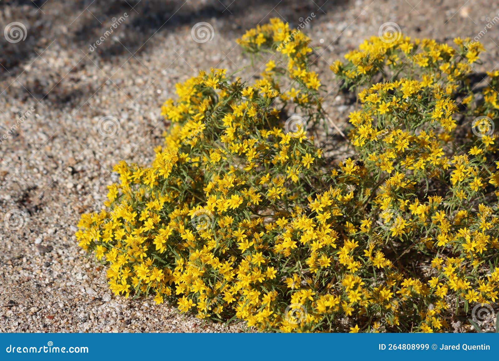 pectis papposa papposa bloom - borrego valley desert - 111522