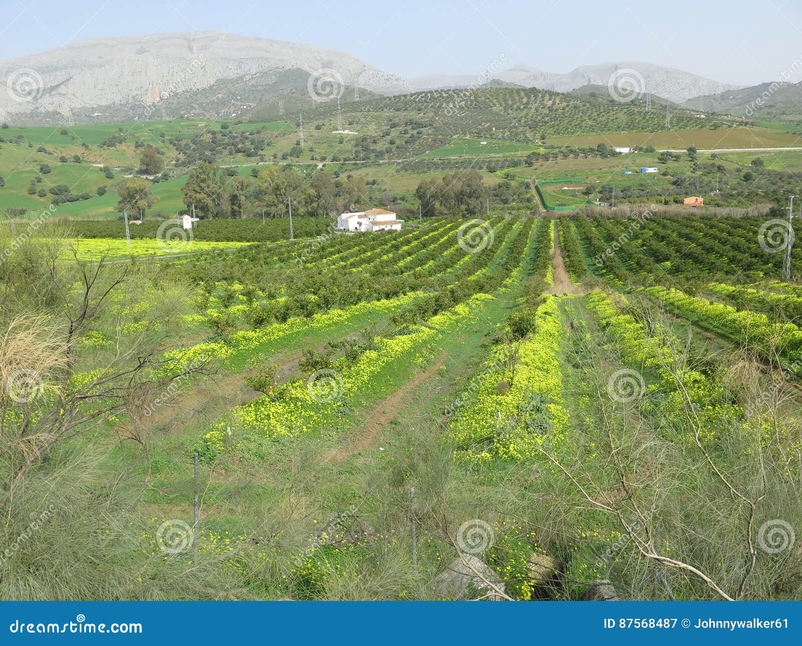 Yellow Flowering Weed in Orange Grove Stock Image Image of orange
