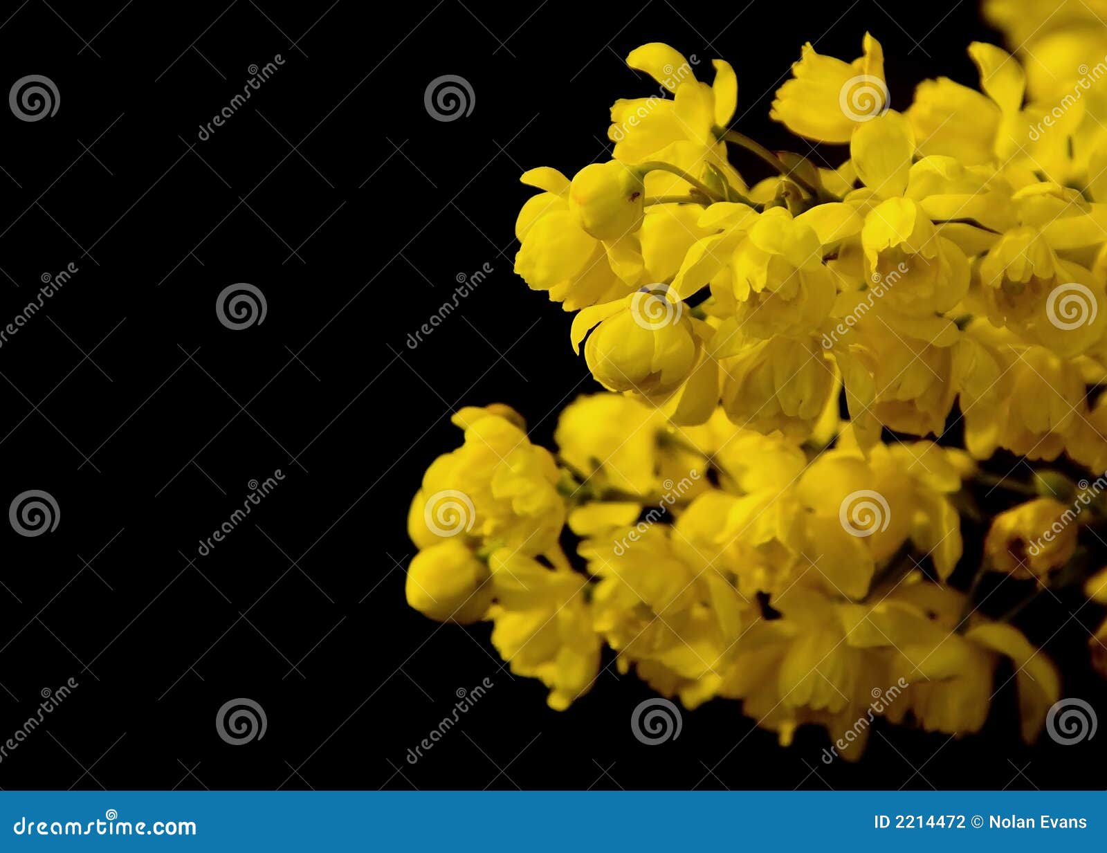 Yellow Flowers stock photo. Image of outdoor, outside 2214472