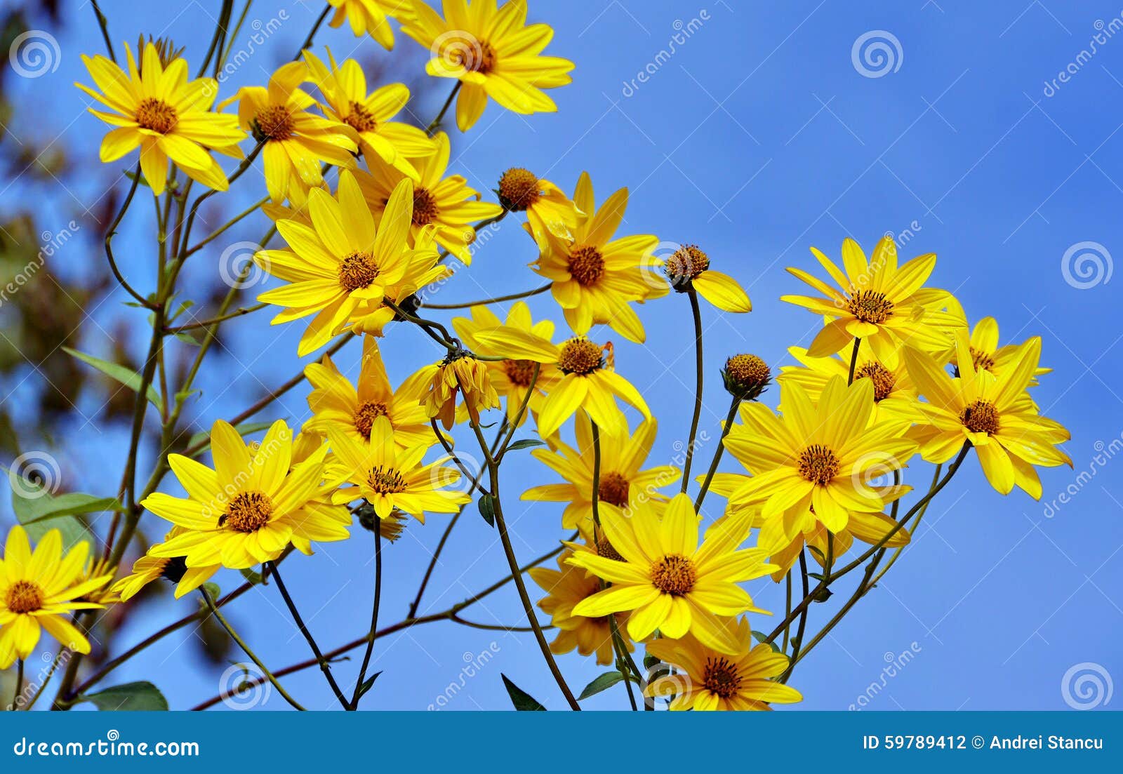 Yellow spring flowers stock photo. Image of flowers, natural - 59789412