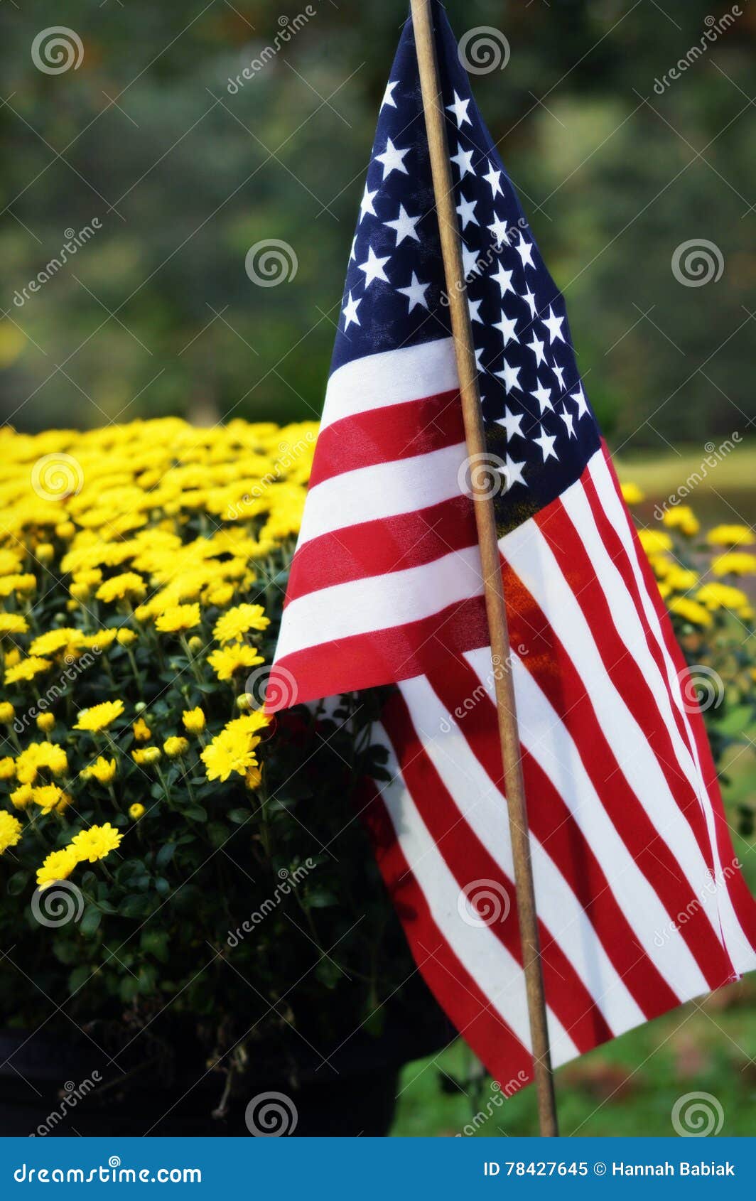 Yellow Flowers with American Flag Stock Image Image of front