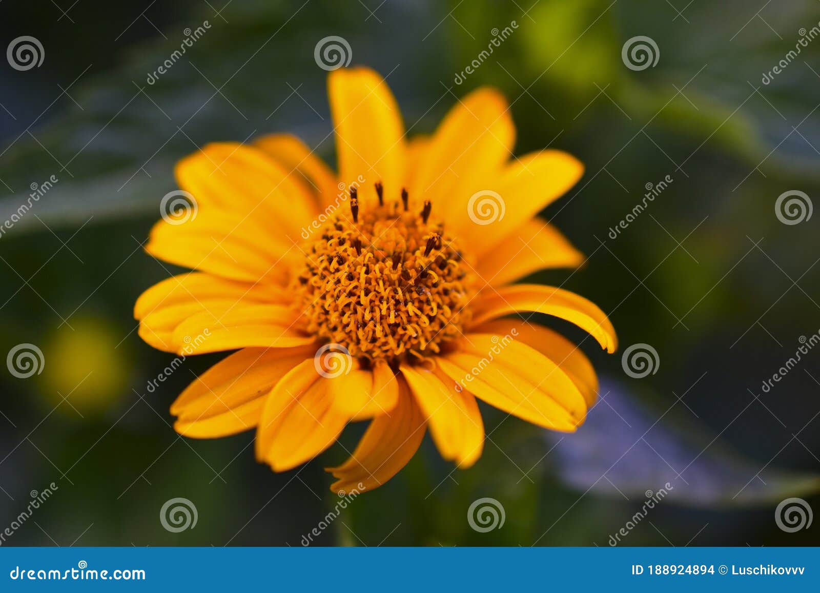 yellow flowers of the asteraceae or daisy in green closeup