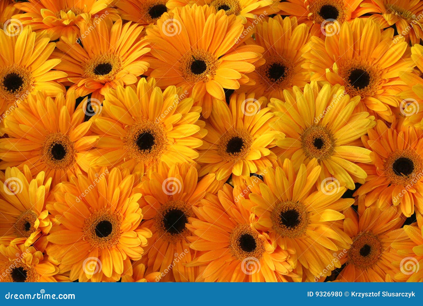 Yellow flowers background stock photo. Image of flora 9326980