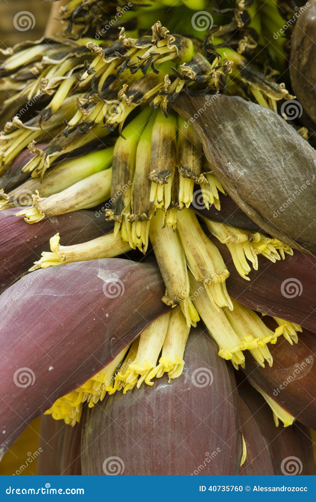 Yellow Flowers of a Banana Tree Stock Photo Image of banana, musa