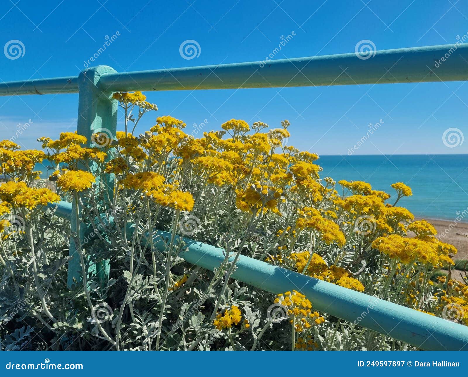 yellow flowers at a bannister by the seaside in saltdean, south england