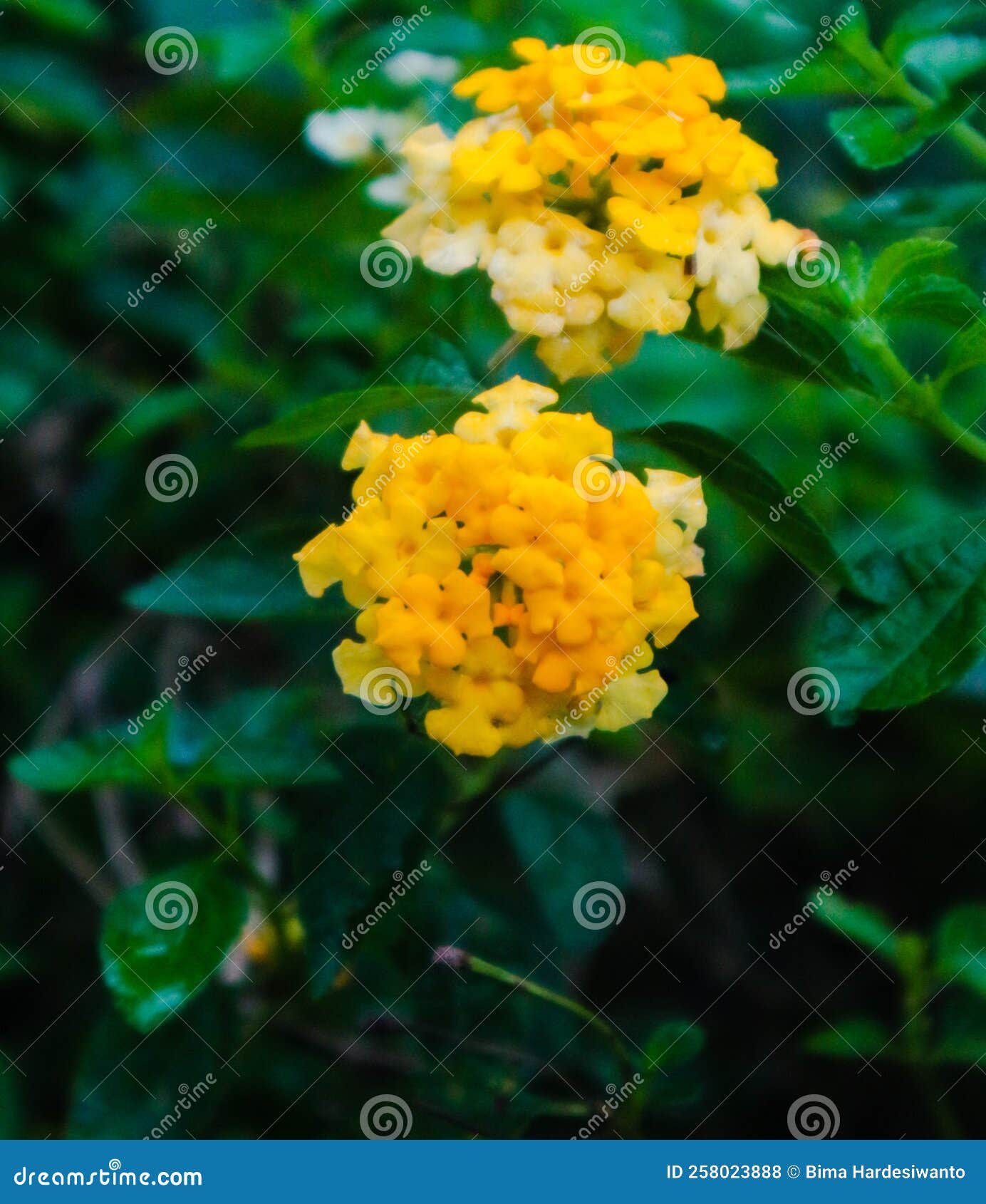 Yellow Flowers are so Beautiful in the Garden Stock Photo Image of