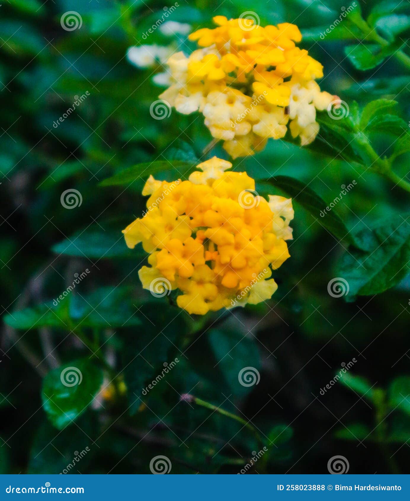 Yellow Flowers are so Beautiful in the Garden Stock Photo - Image of ...