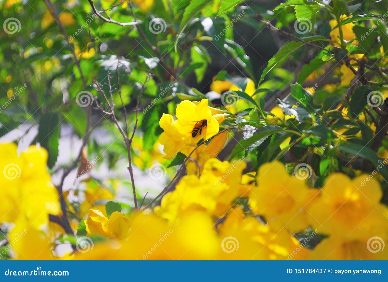 Yellow Flowers And Bees Stock Image Image Of Macro 151784437