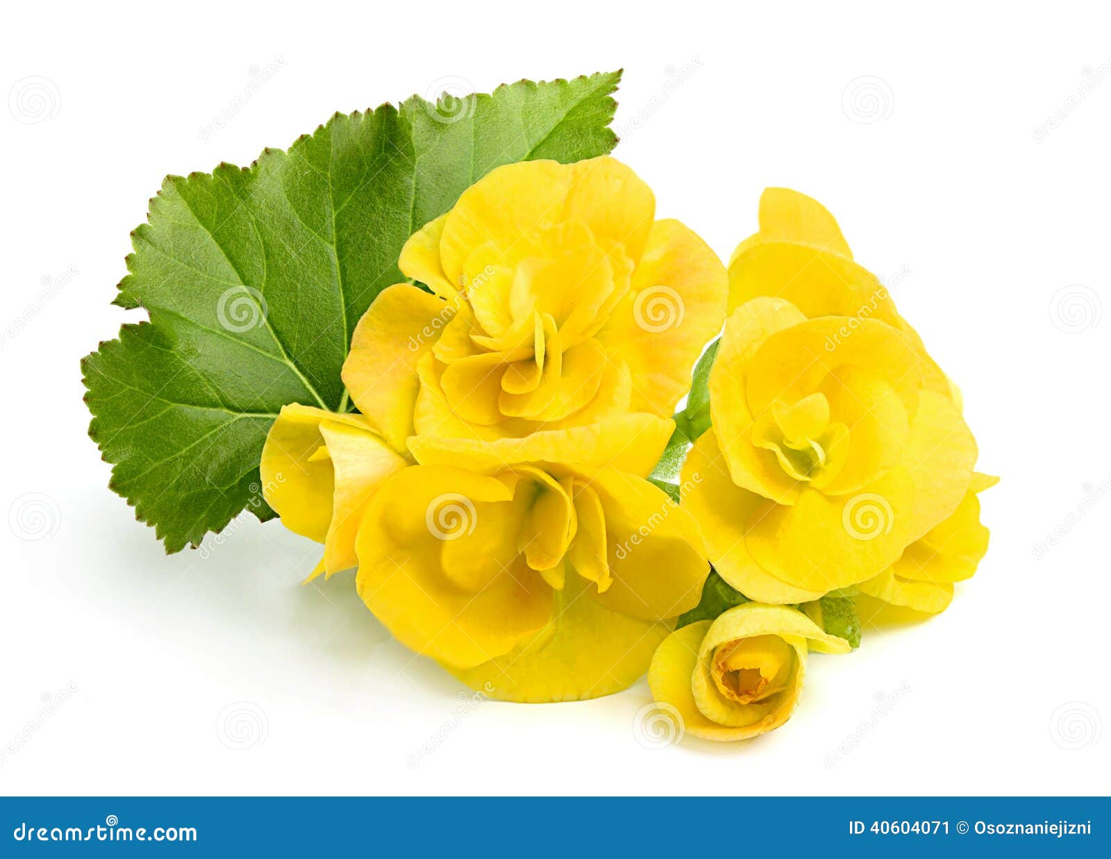 Yellow Flowers Begonias with Leaf. Stock Image Image of objects, life