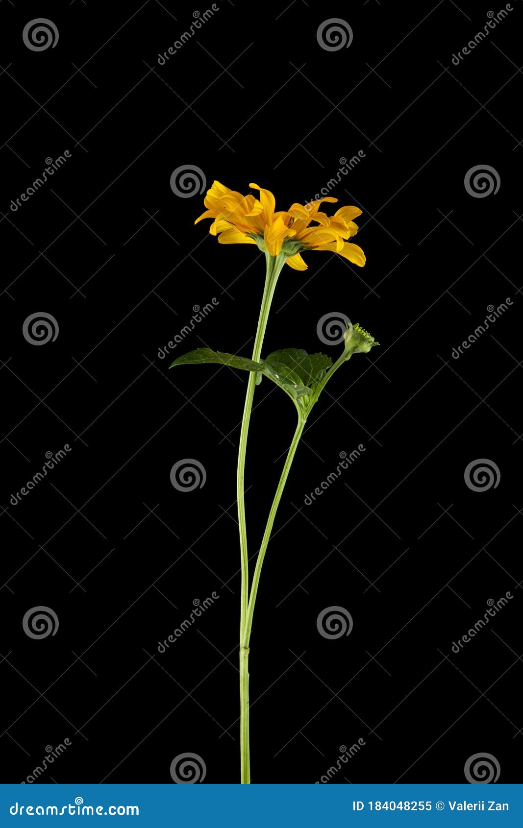 Yellow Flowers on a Black Background Stock Image Image of bright