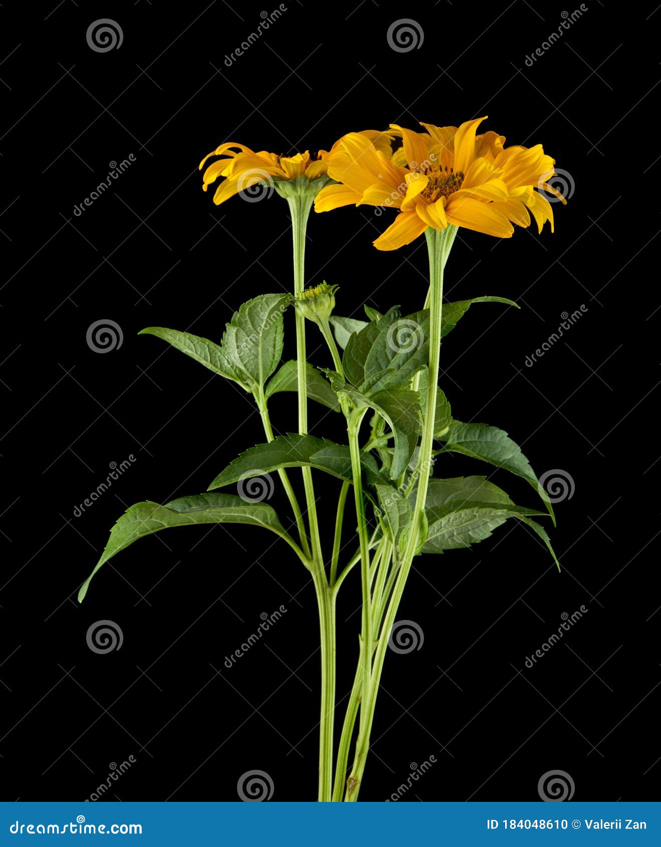 Yellow Flowers on a Black Background Stock Photo Image of petal