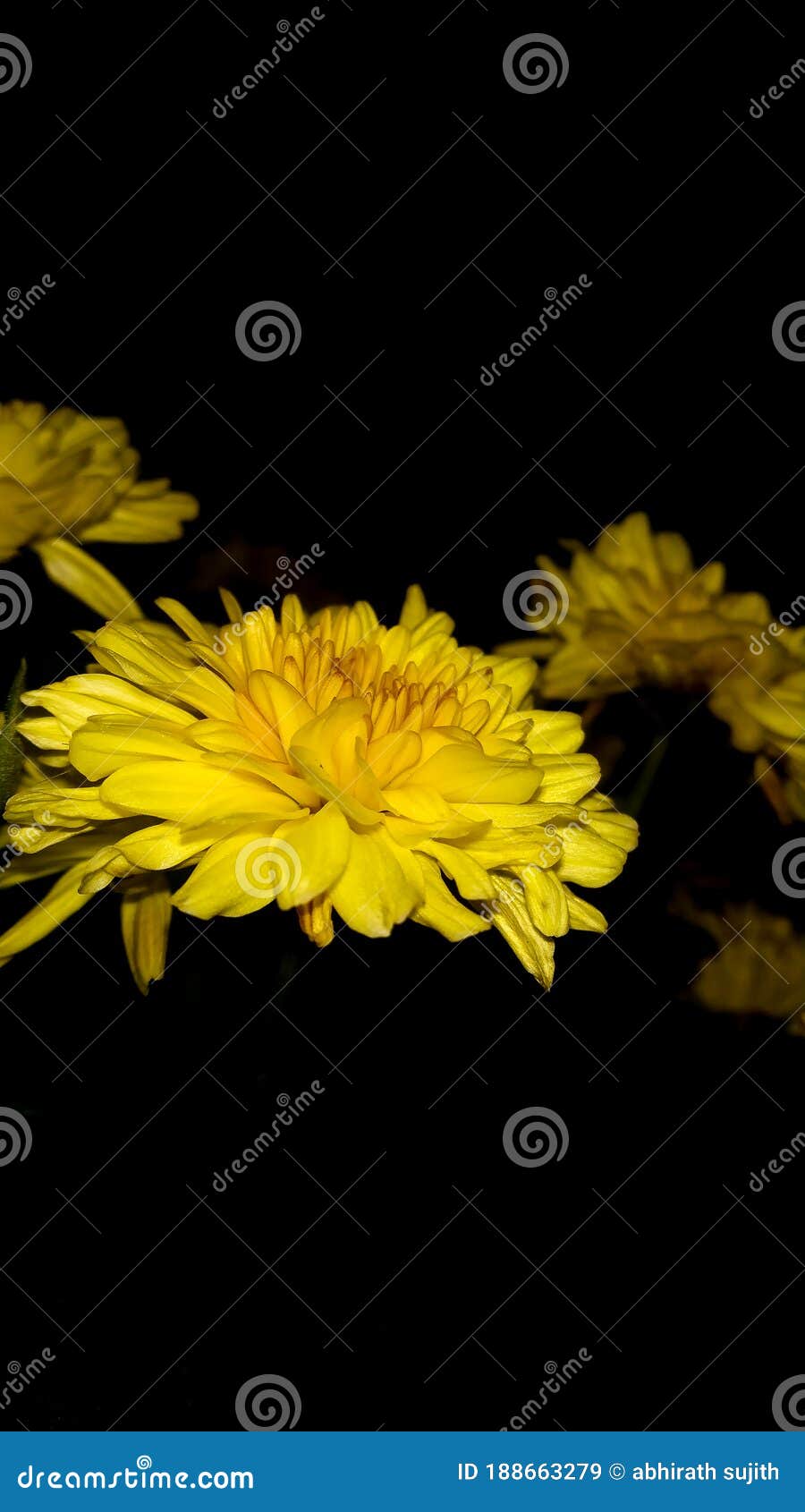 Yellow Flowers with Black Background Stock Image Image of black
