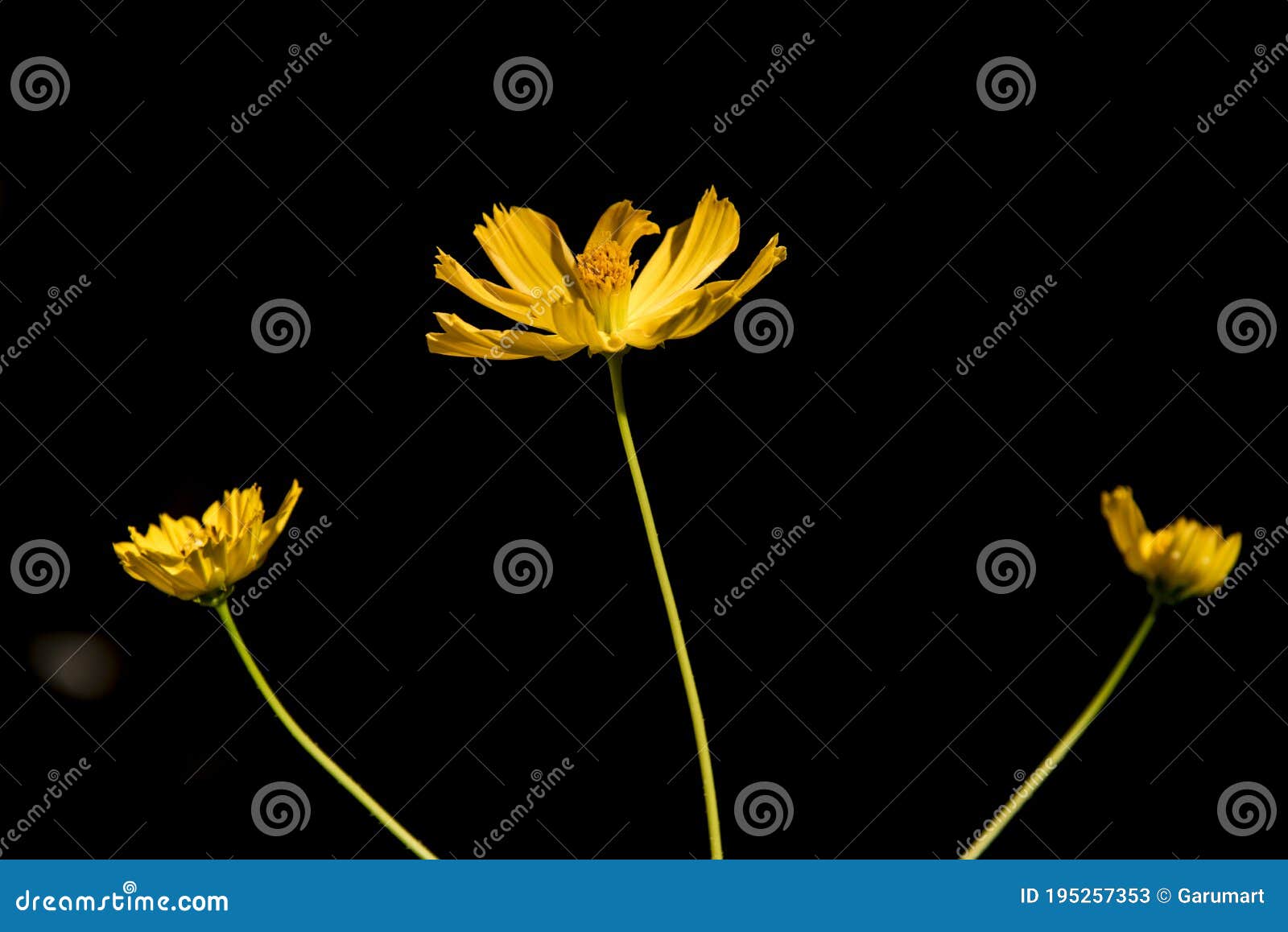 Yellow Flowers on Black Background Stock Image Image of plant