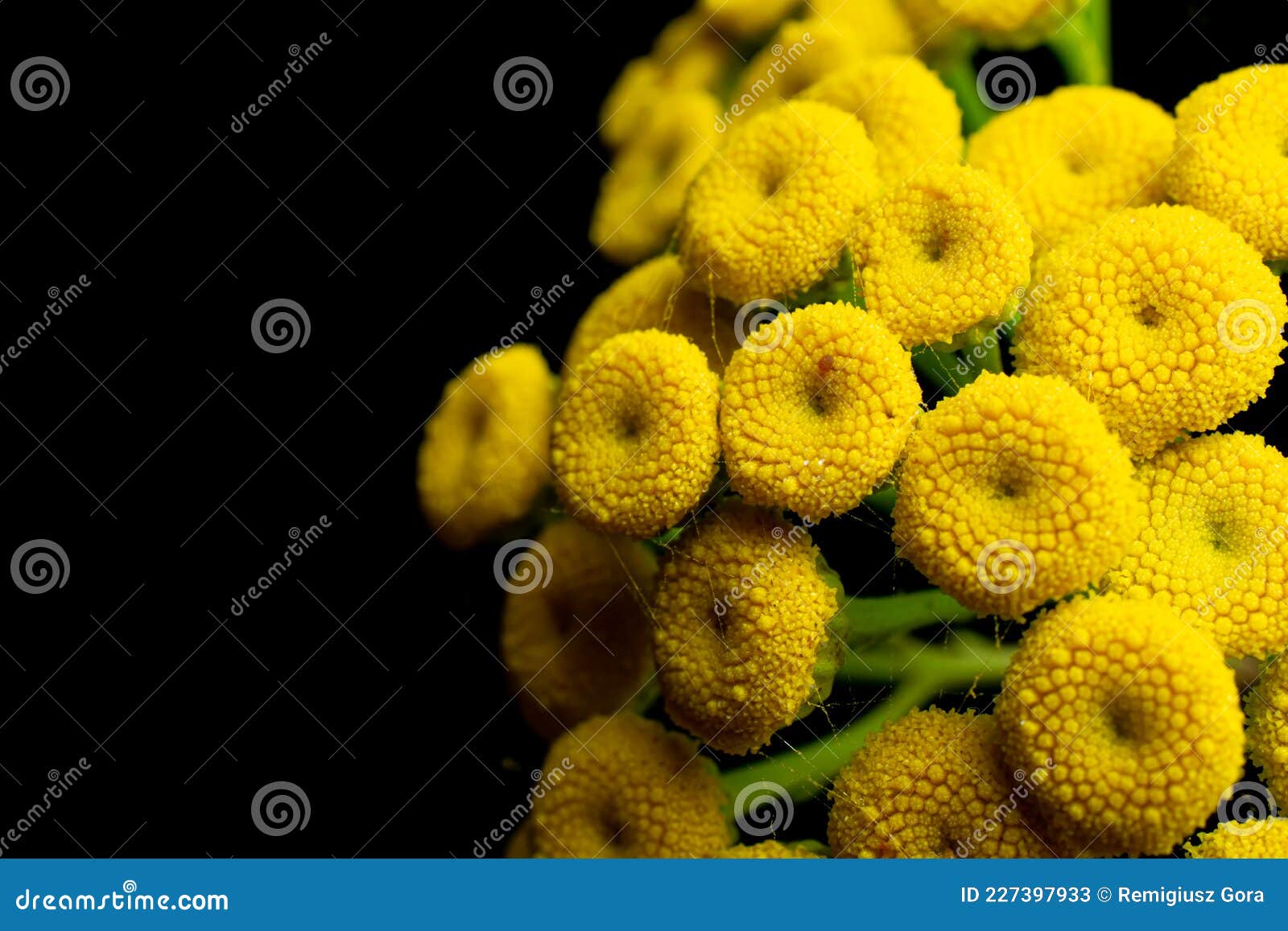 Yellow Flowers on a Black Background Stock Image Image of plant