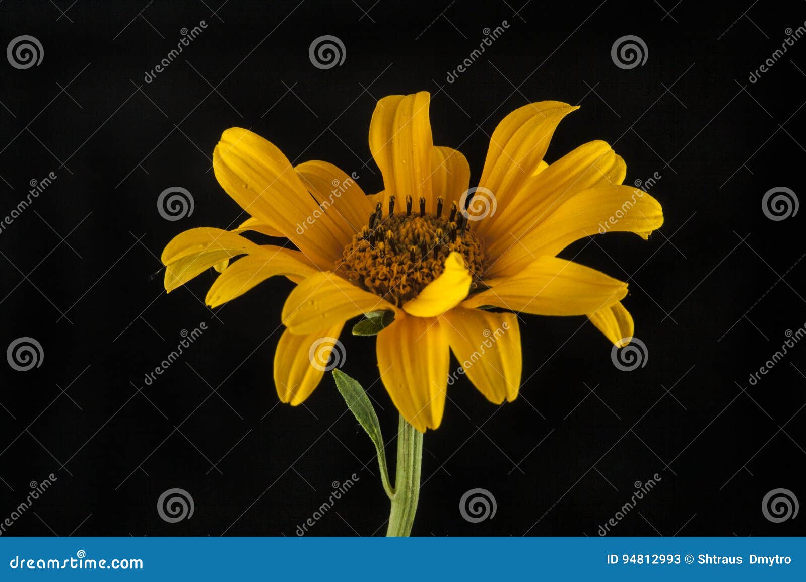 Yellow flowers on a black stock image. Image of detail 94812993