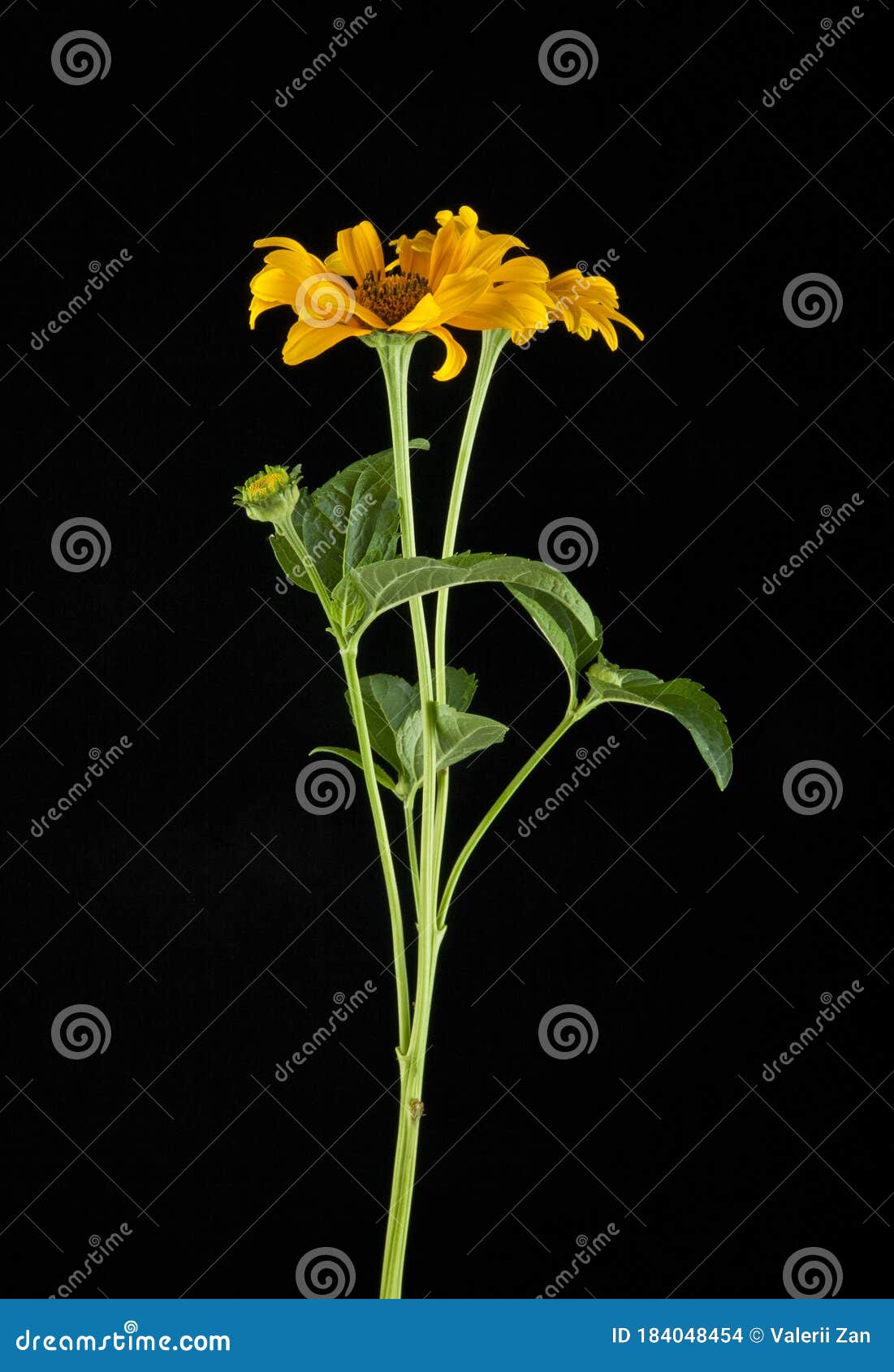 Yellow Flowers on a Black Background Stock Photo Image of macro