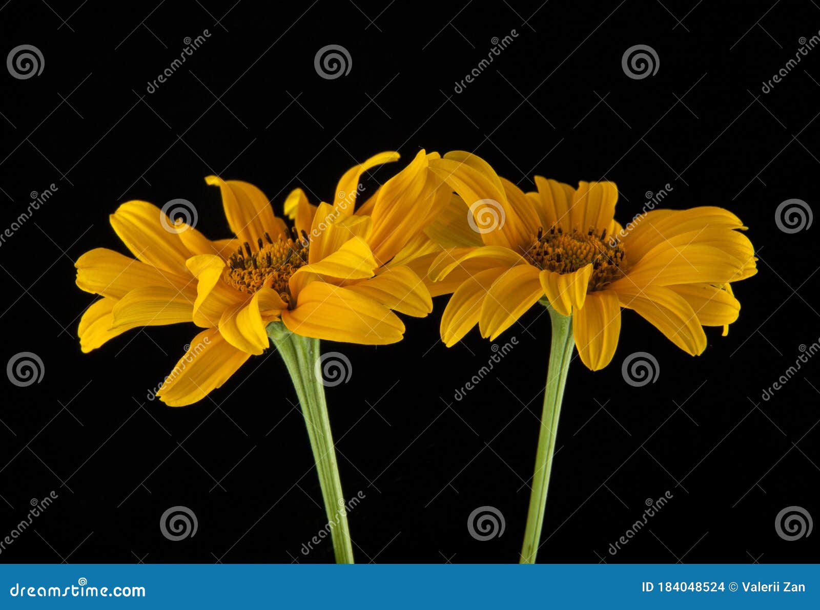 Yellow Flowers on a Black Background Stock Photo Image of flower