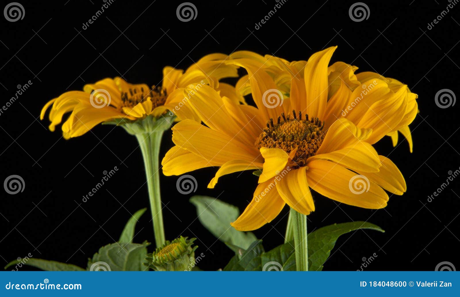 Yellow Flowers on a Black Background Stock Photo Image of colorful