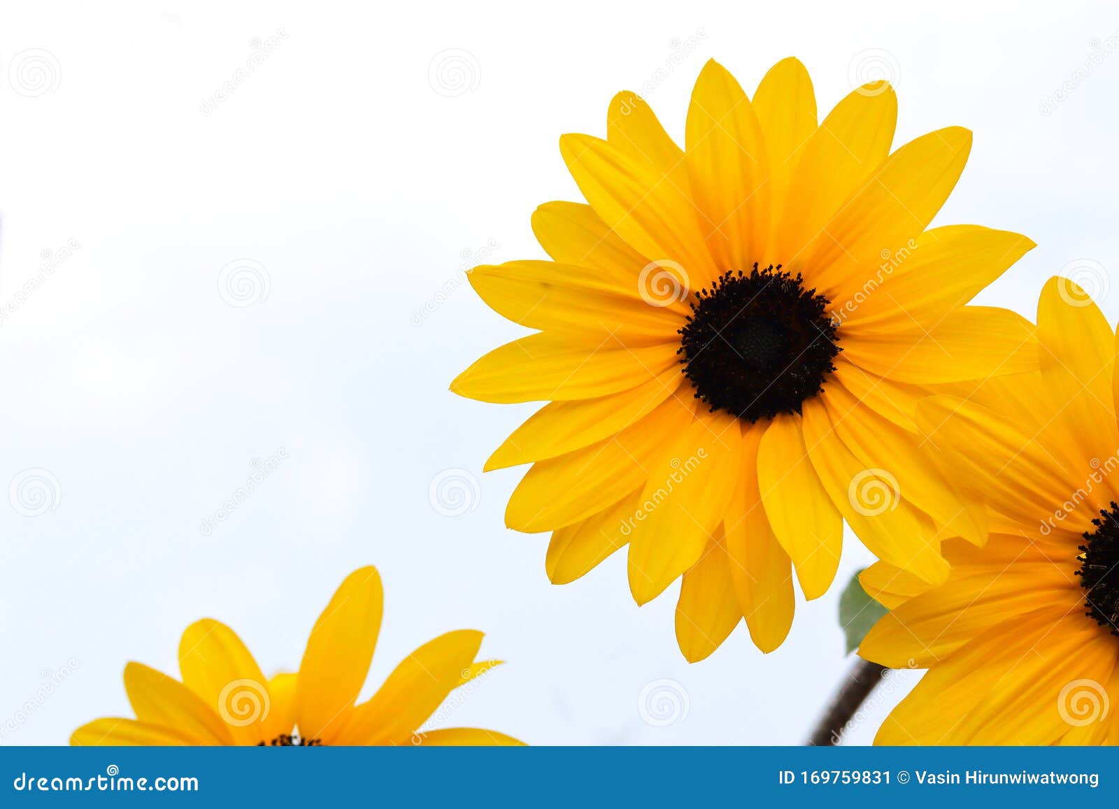 yellow flowers, black eyed susan or rudbeckia flower