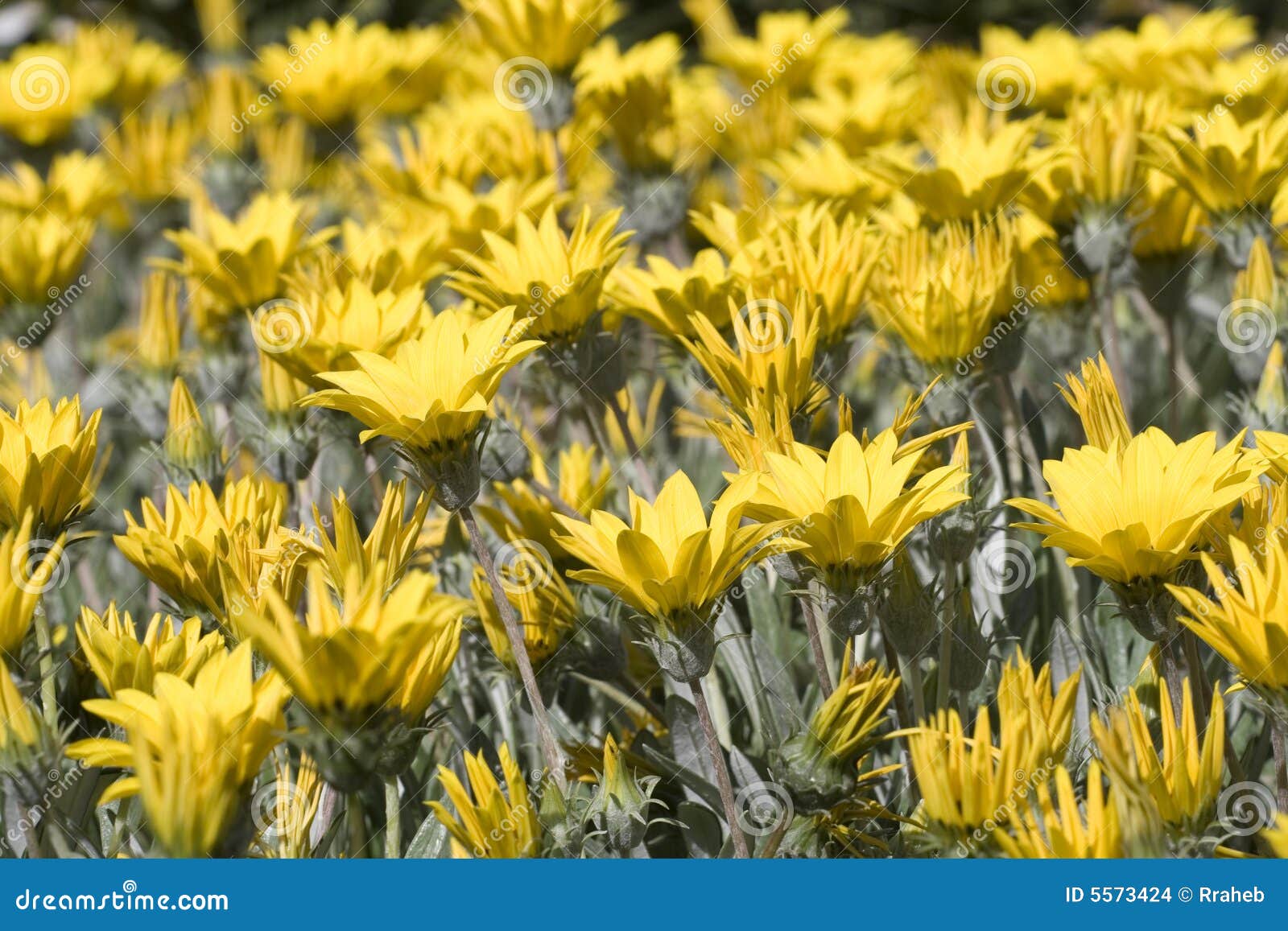 Yellow flowers in bloom stock photo. Image of yellow, colourful 5573424