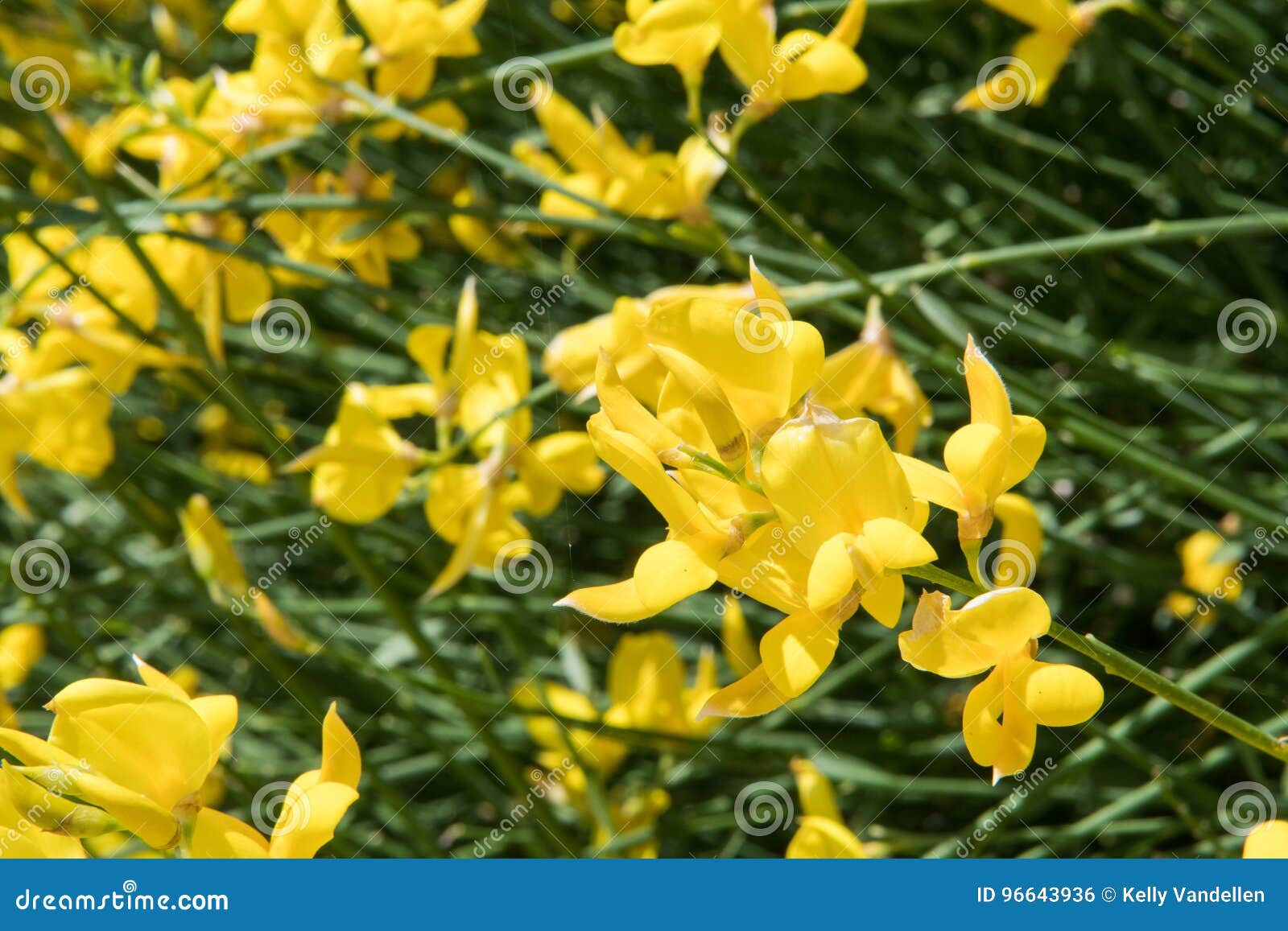 Yellow Flowers Bloom Across Image Stock Photo Image of blooms