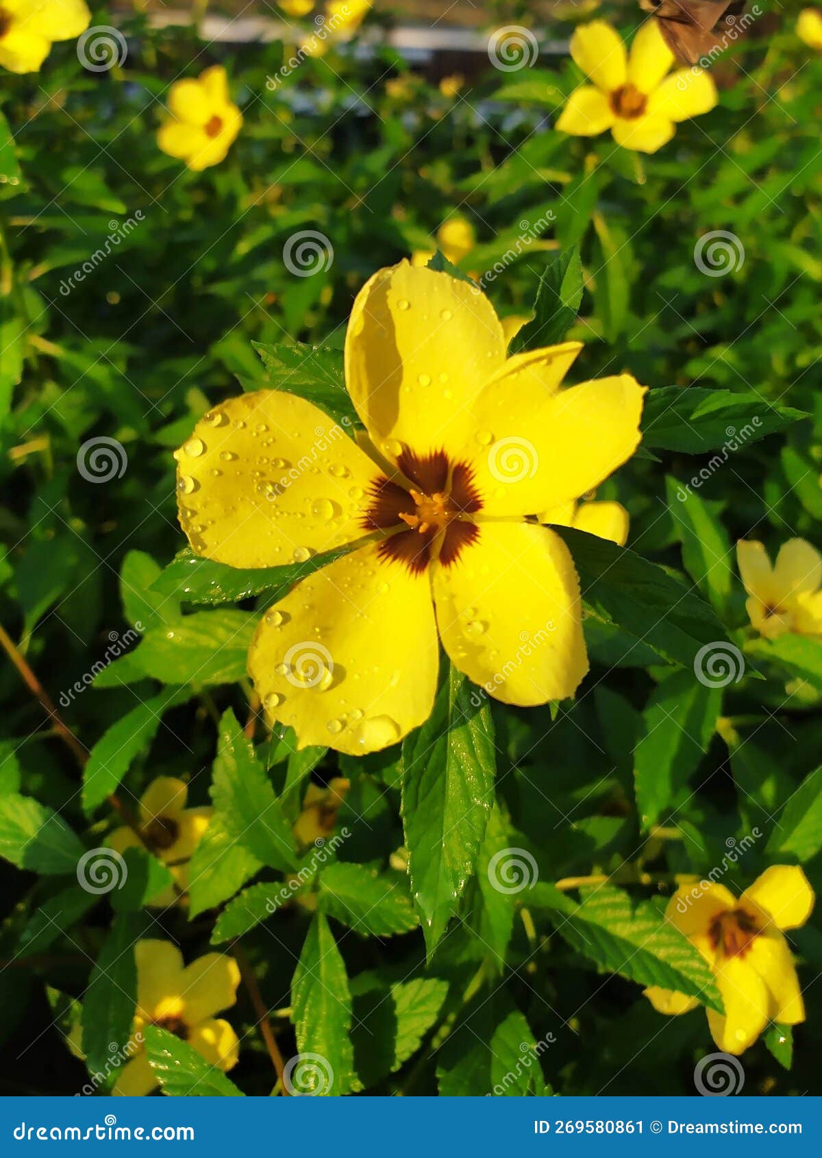 Yellow Flowers Bloom in the Morning Stock Image Image of flowers