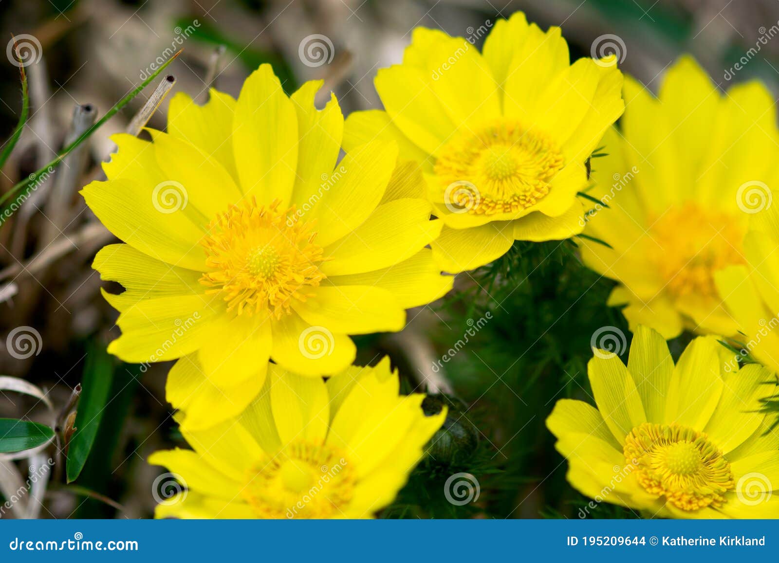 Yellow Flowers Blooming stock photo. Image of background 195209644
