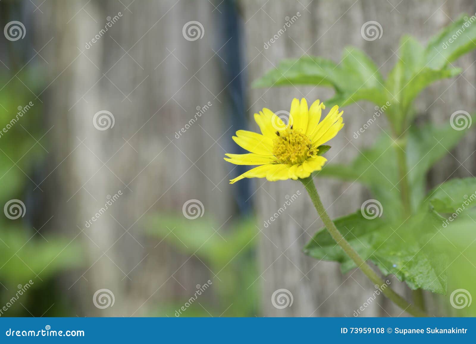 yellow flowers blooming lbackground on a wooden fence