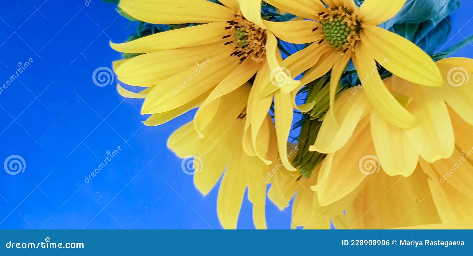 Yellow Flowers on a Blue Background Stock Photo Image of outdoors