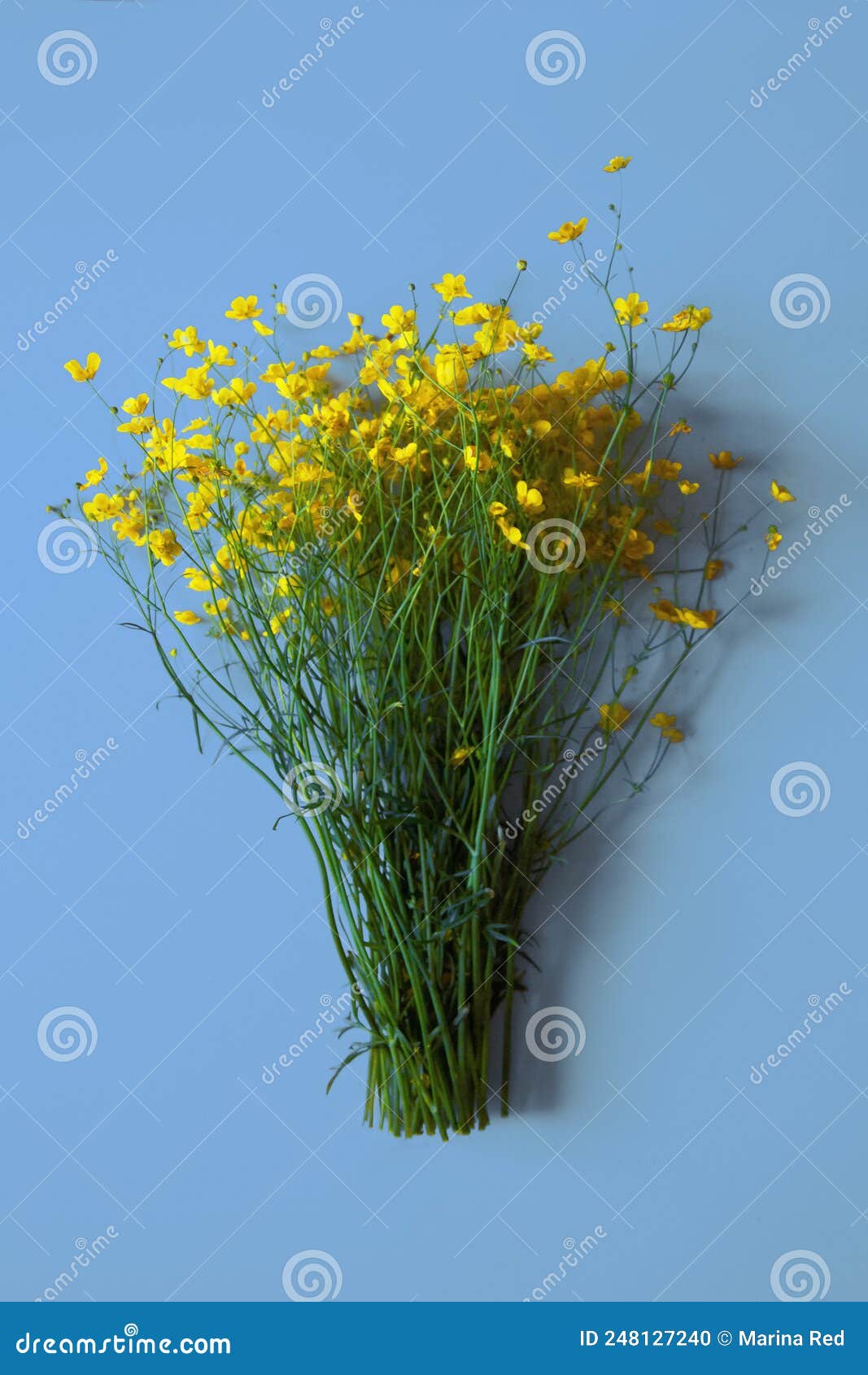 Yellow Flowers on a Blue Background Stock Photo Image of beautiful