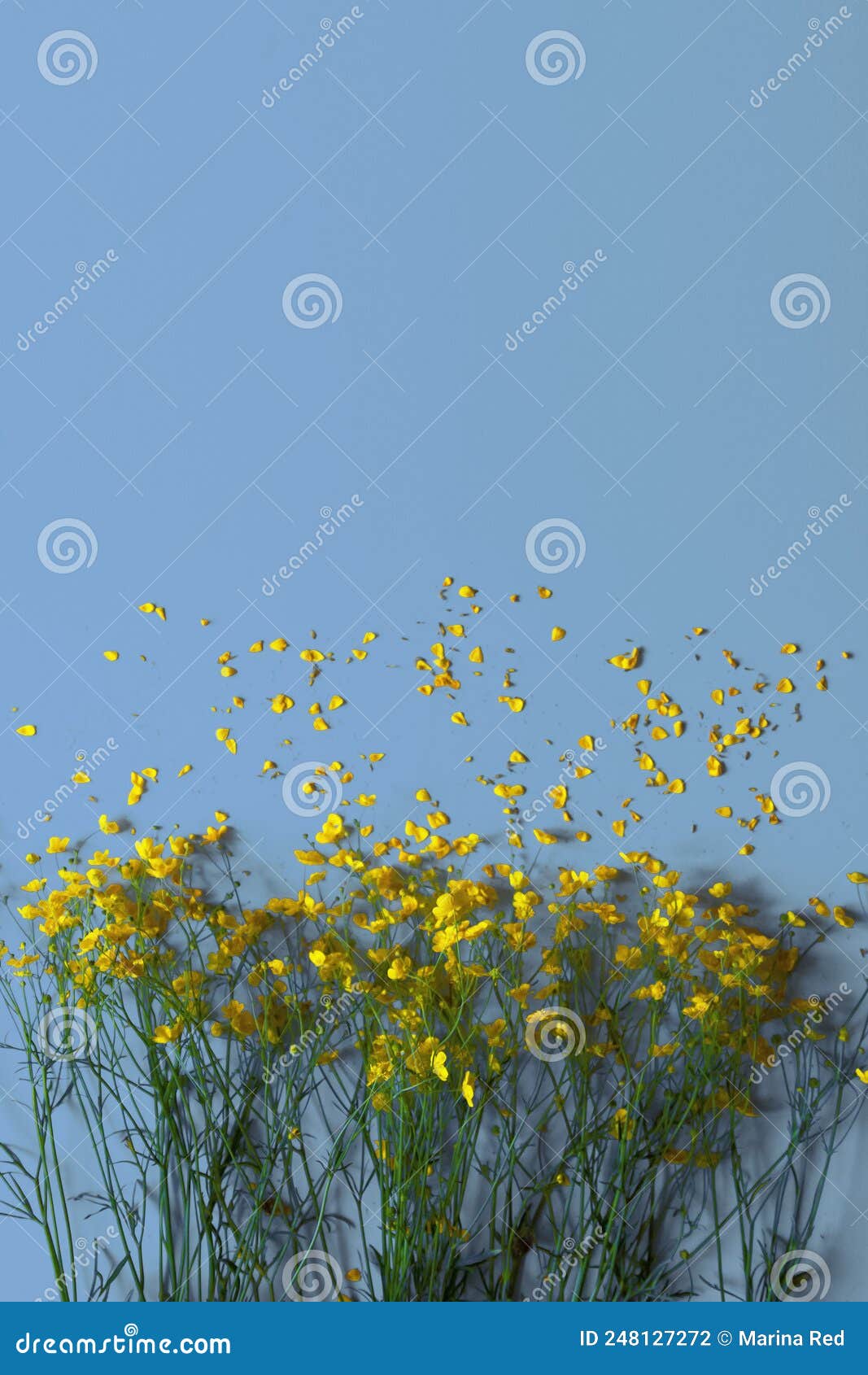 Yellow Flowers on a Blue Background Stock Photo Image of flora
