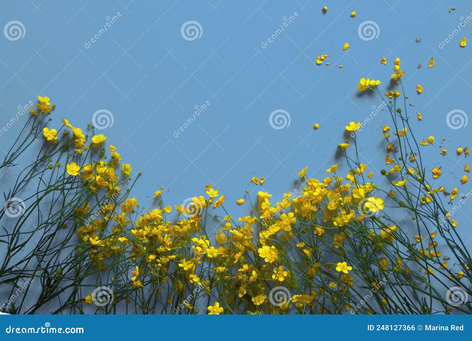 Yellow Flowers on a Blue Background Stock Photo Image of green, gift