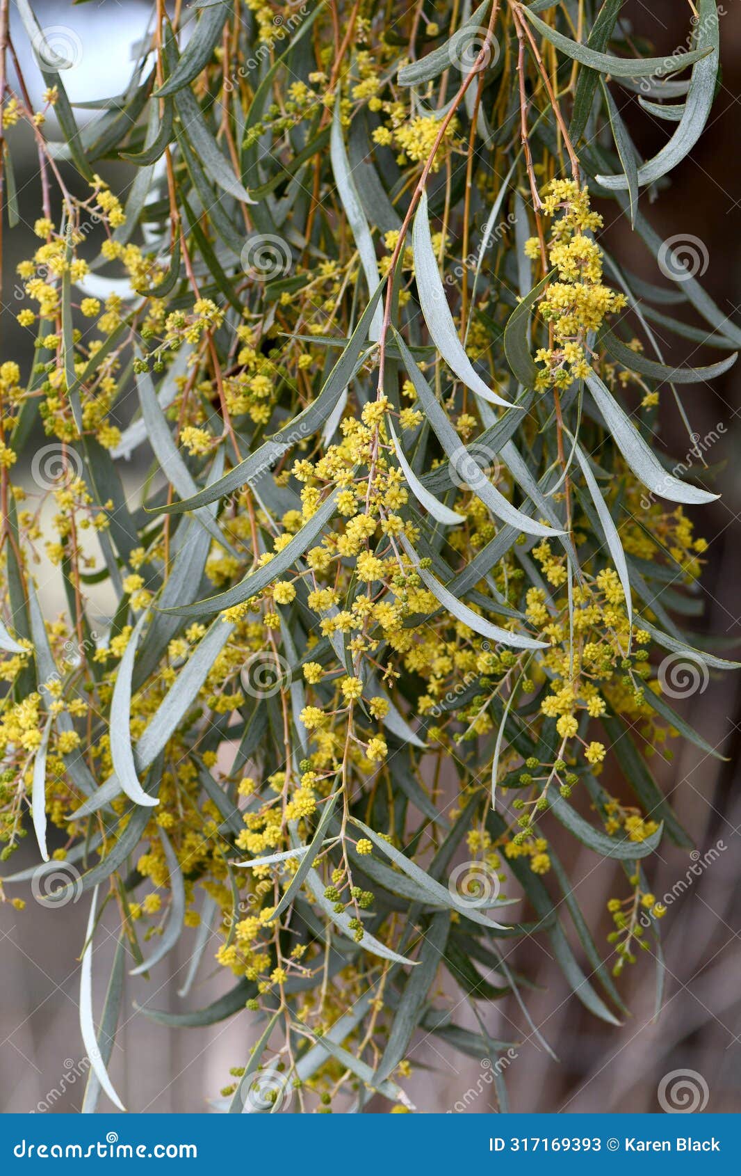 yellow flowers and blue grey foliage of the australian native weeping myall, acacia pendula, family fabaceae