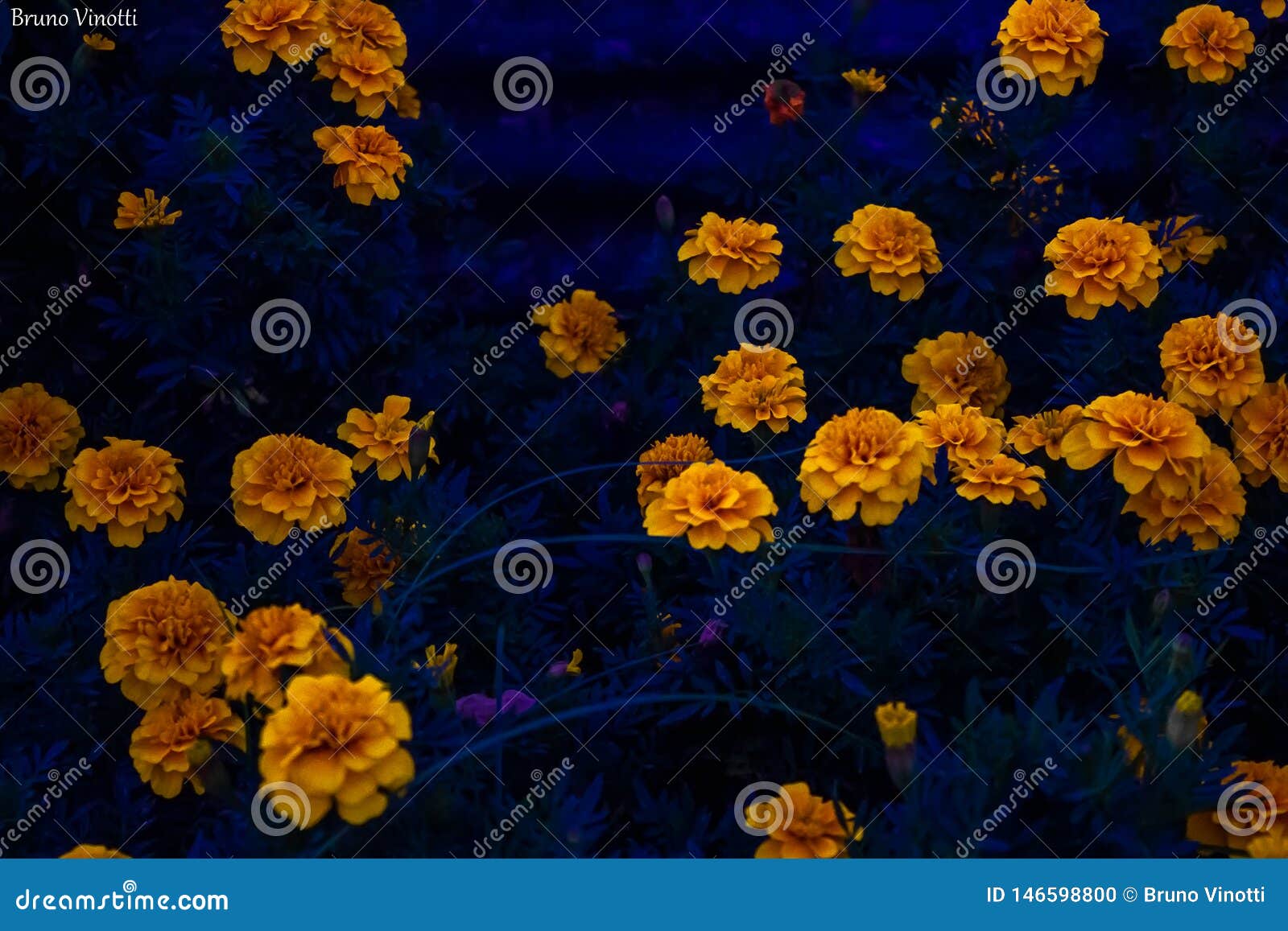yellow flowers and blue hour