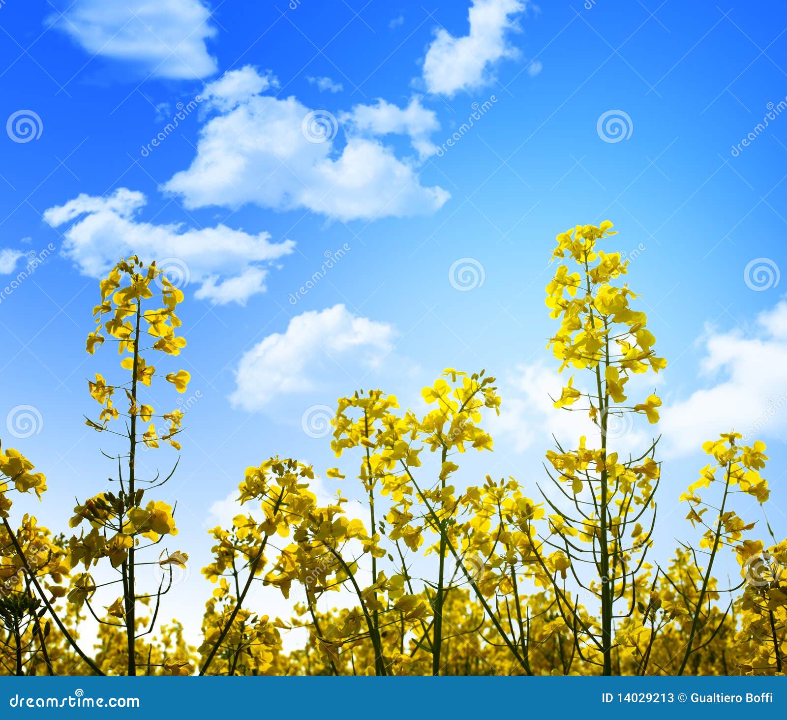 Yellow Flowers and Blue Sky Stock Image Image of land, environment