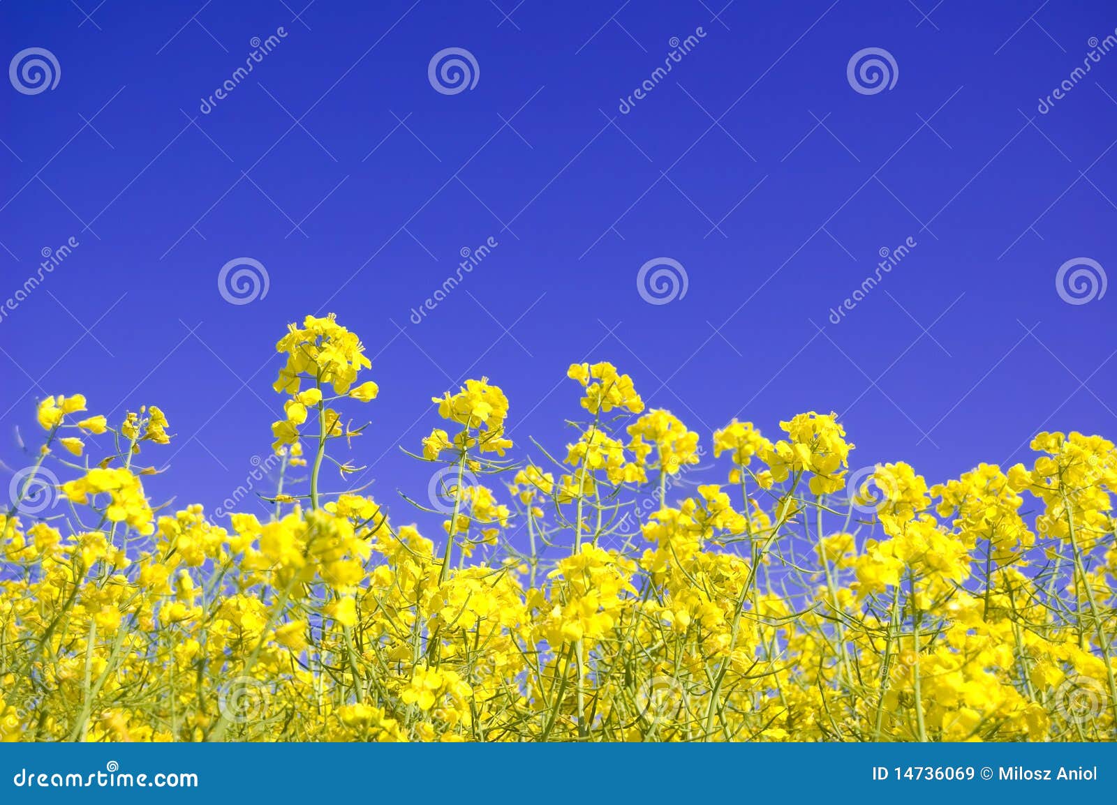 Yellow Flowers and Blue Sky. Stock Image Image of season, gold 14736069