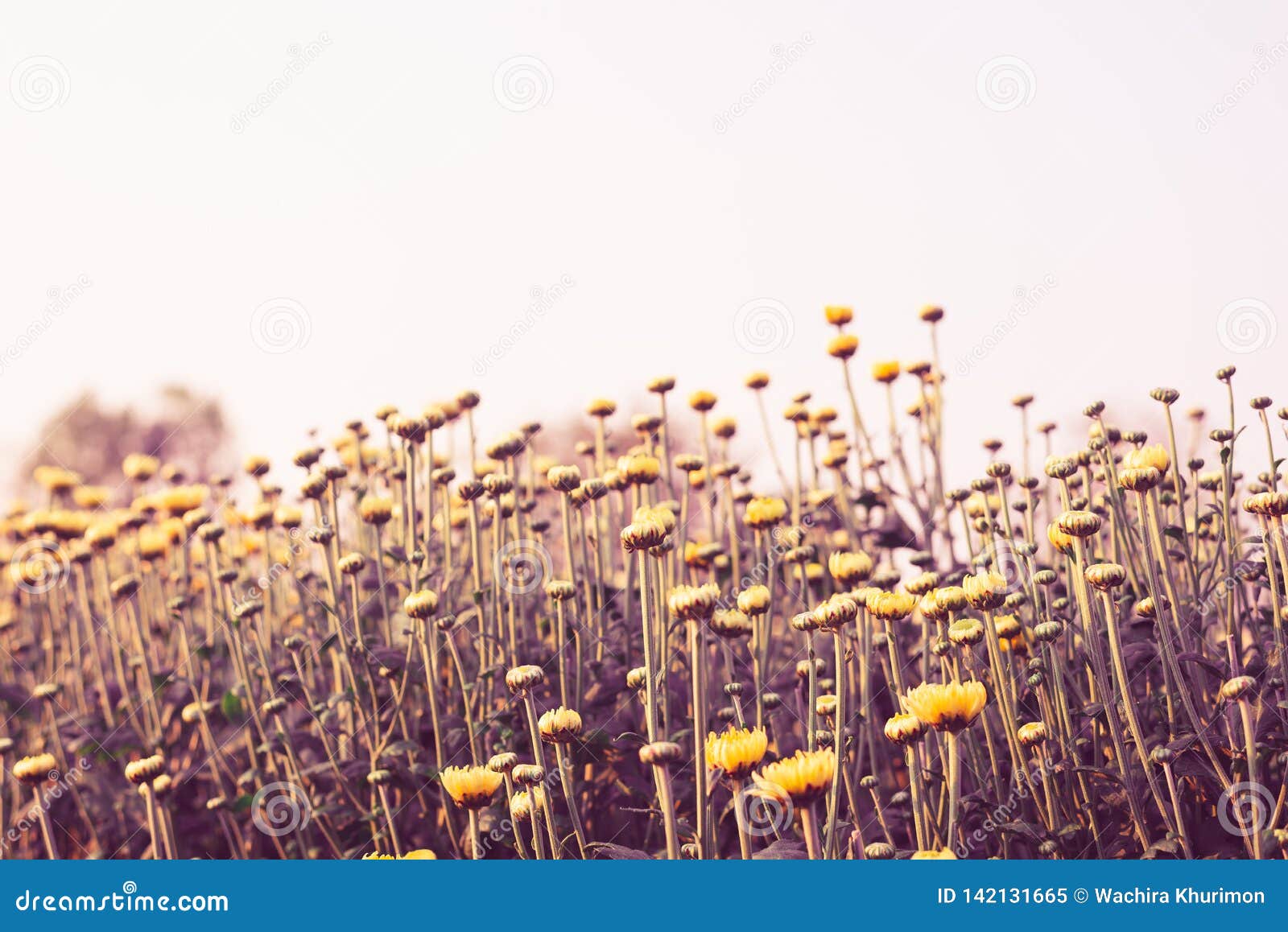 Yellow Flowers on Blur Wall Background Stock Image Image of summer