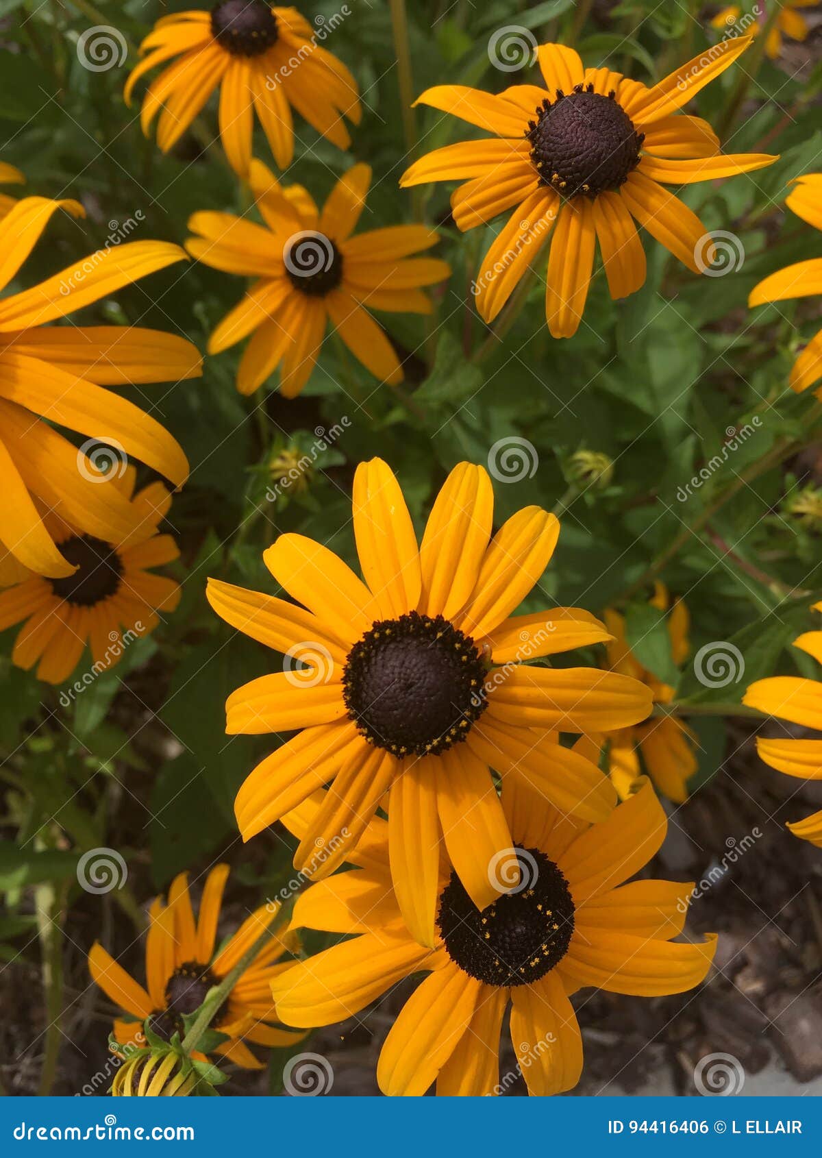 Yellow flowers stock photo. Image of summer, yellow, brown 94416406