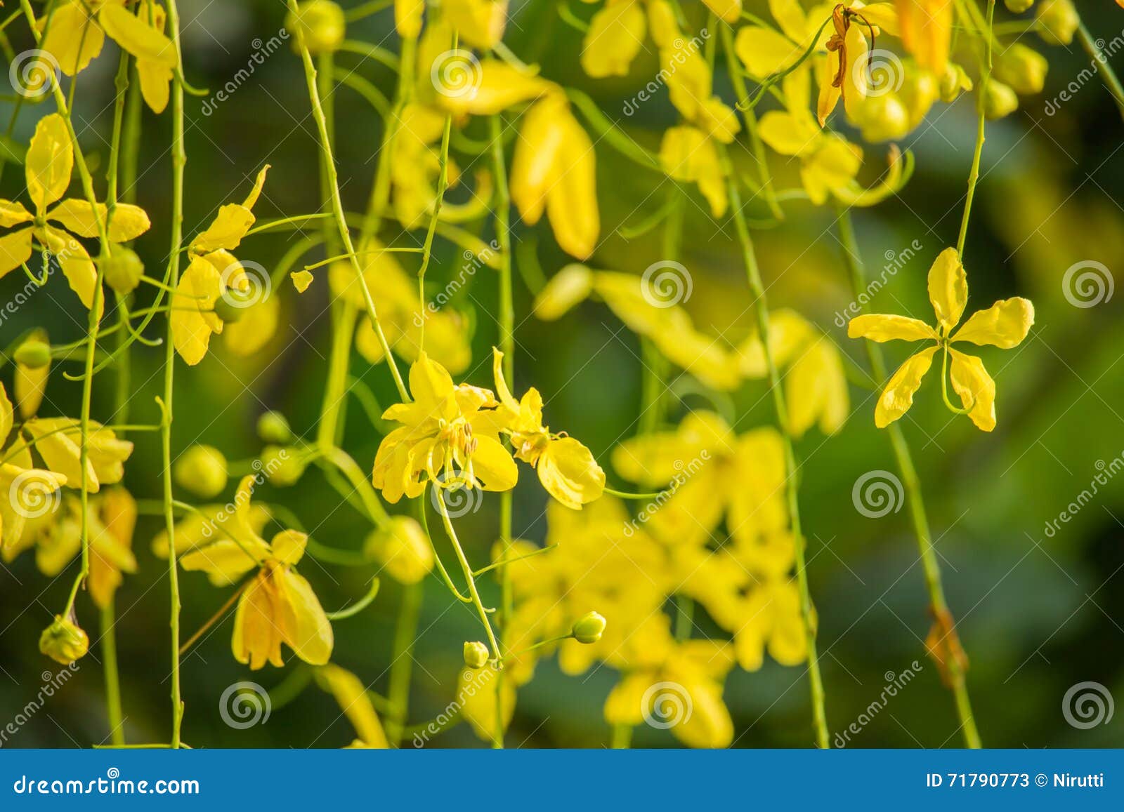 Yellow flowers. These flowers are called flowering laburnum