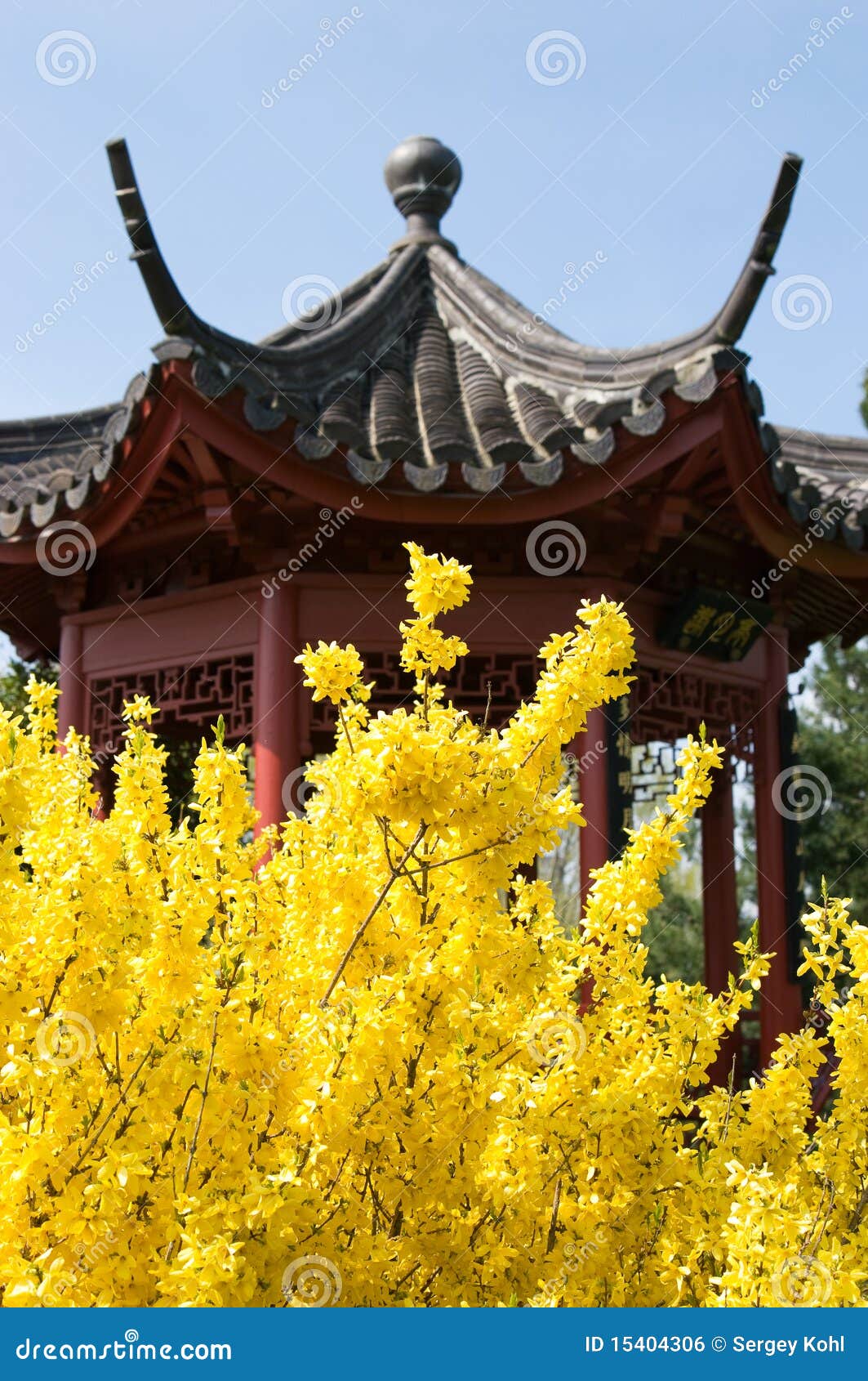 Yellow Flowers and the Chinese Pagoda Stock Photo Image of yellow