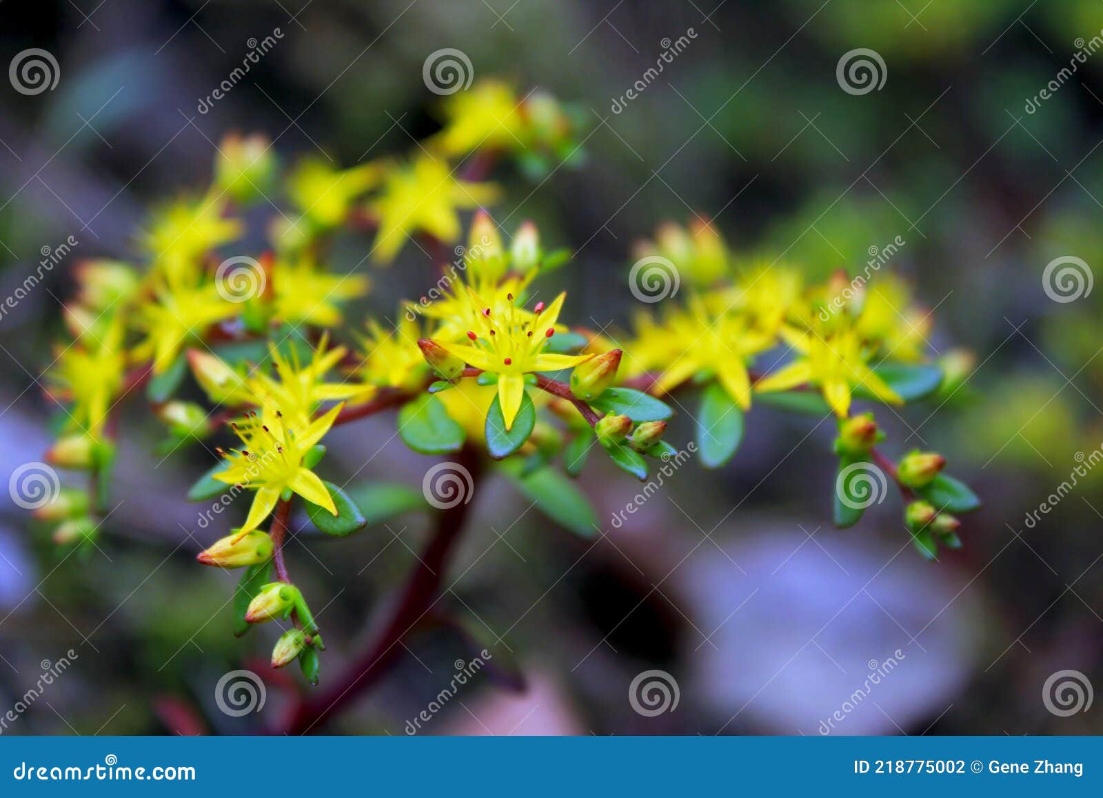 Yellow Flowers of Chinese Woodland Stonecrop, Sedum Emarginatum Stock ...