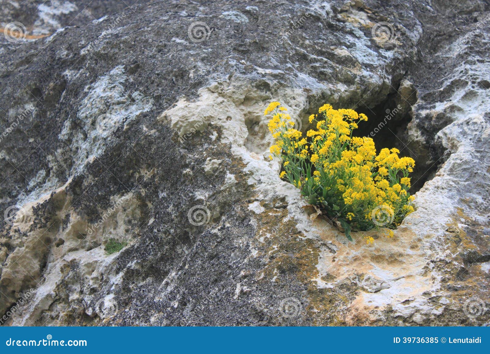 Yellow Flowers in the Cliff Stock Image Image of sensitive, yellow