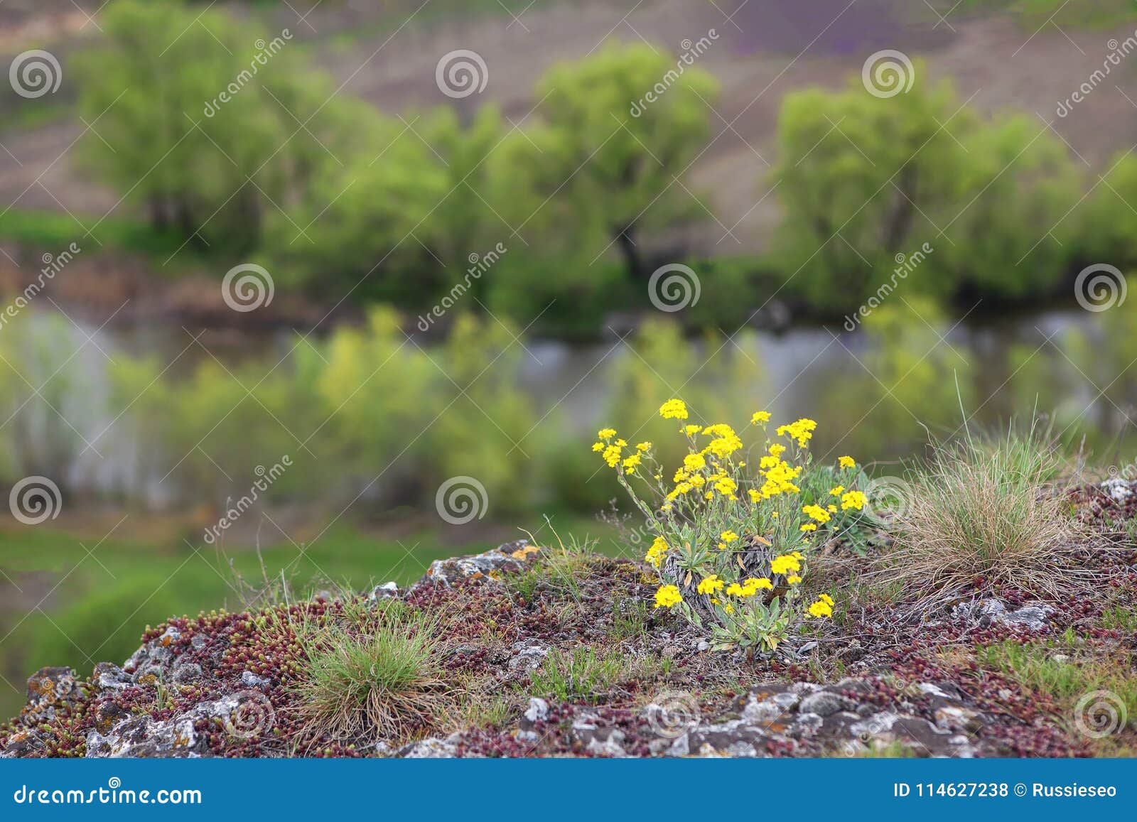 Yellow Flowers on the Cliff Stock Photo Image of bloom, scenic 114627238