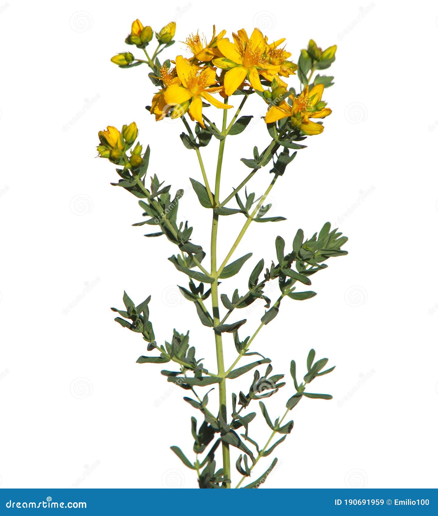 yellow flowers of common or perforate st john`s wort plant  on white, hypericum perforatum