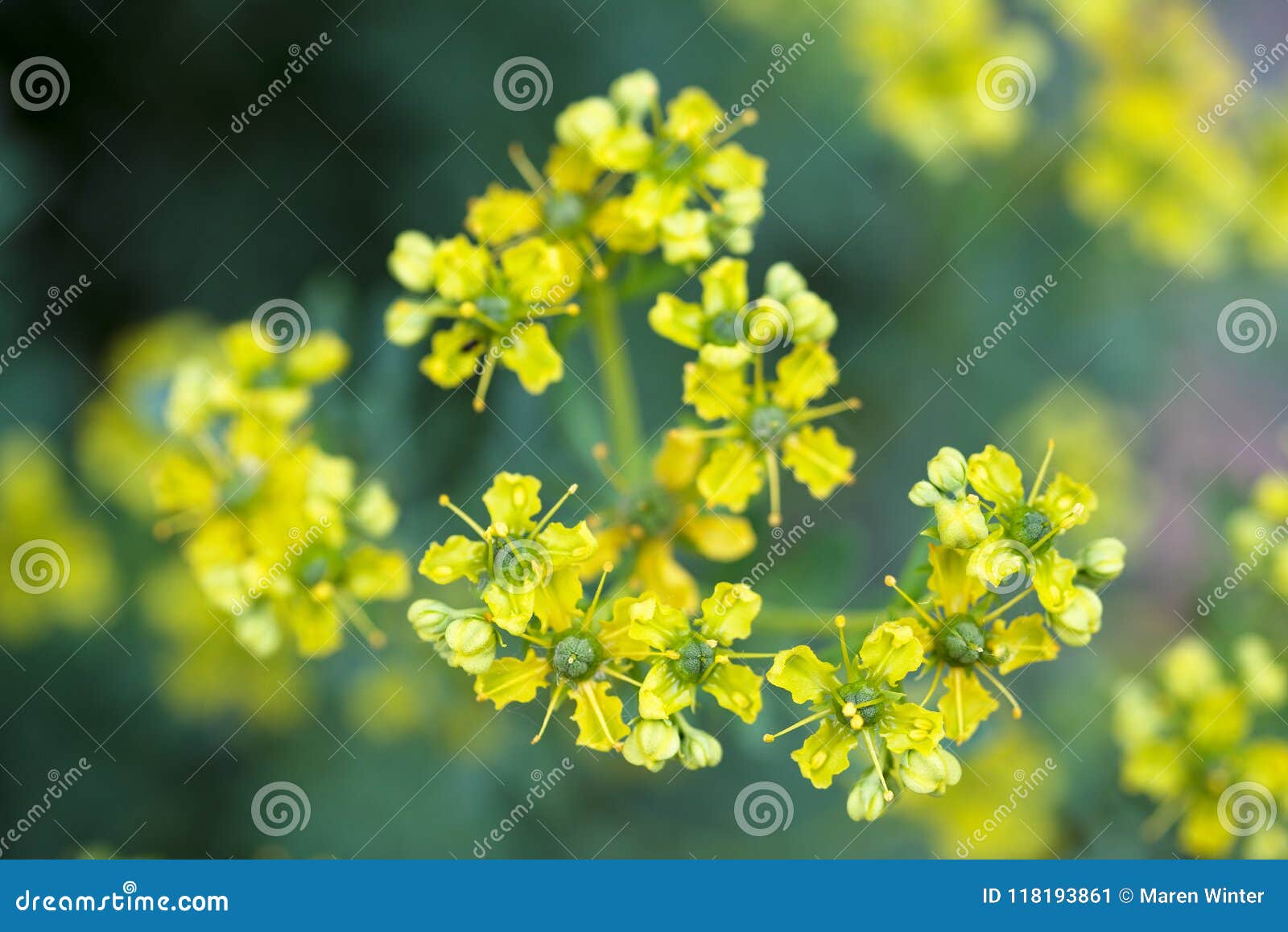 yellow flowers of common rue ruta graveolens macro shot of the